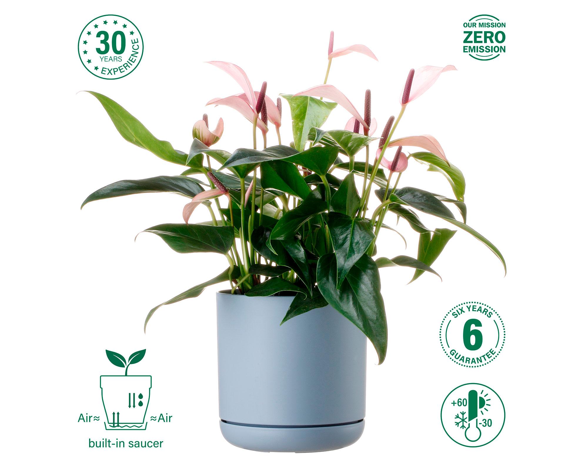 Maceta Oleander blue 15 cm-4