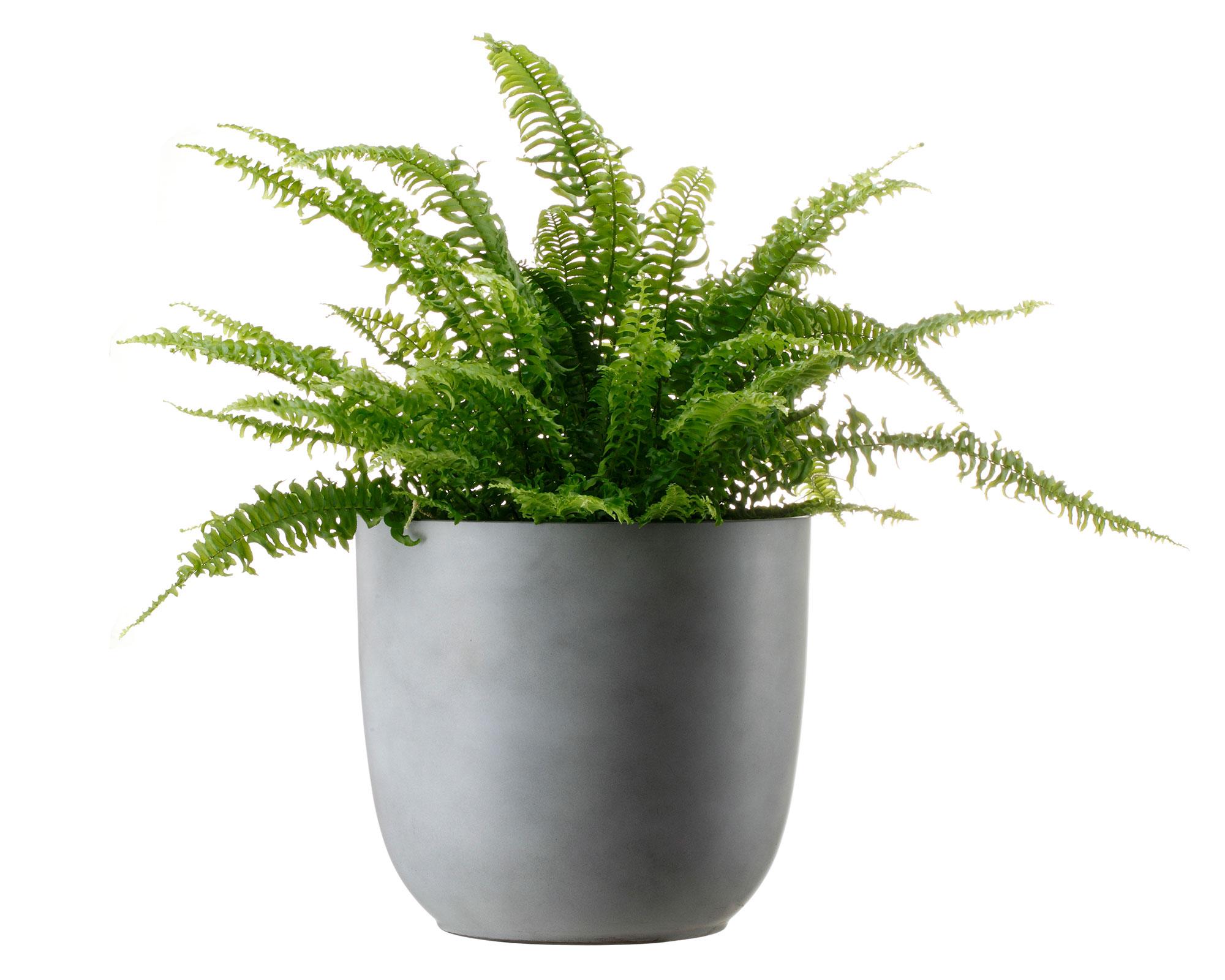 Maceta Fern cement gris-3