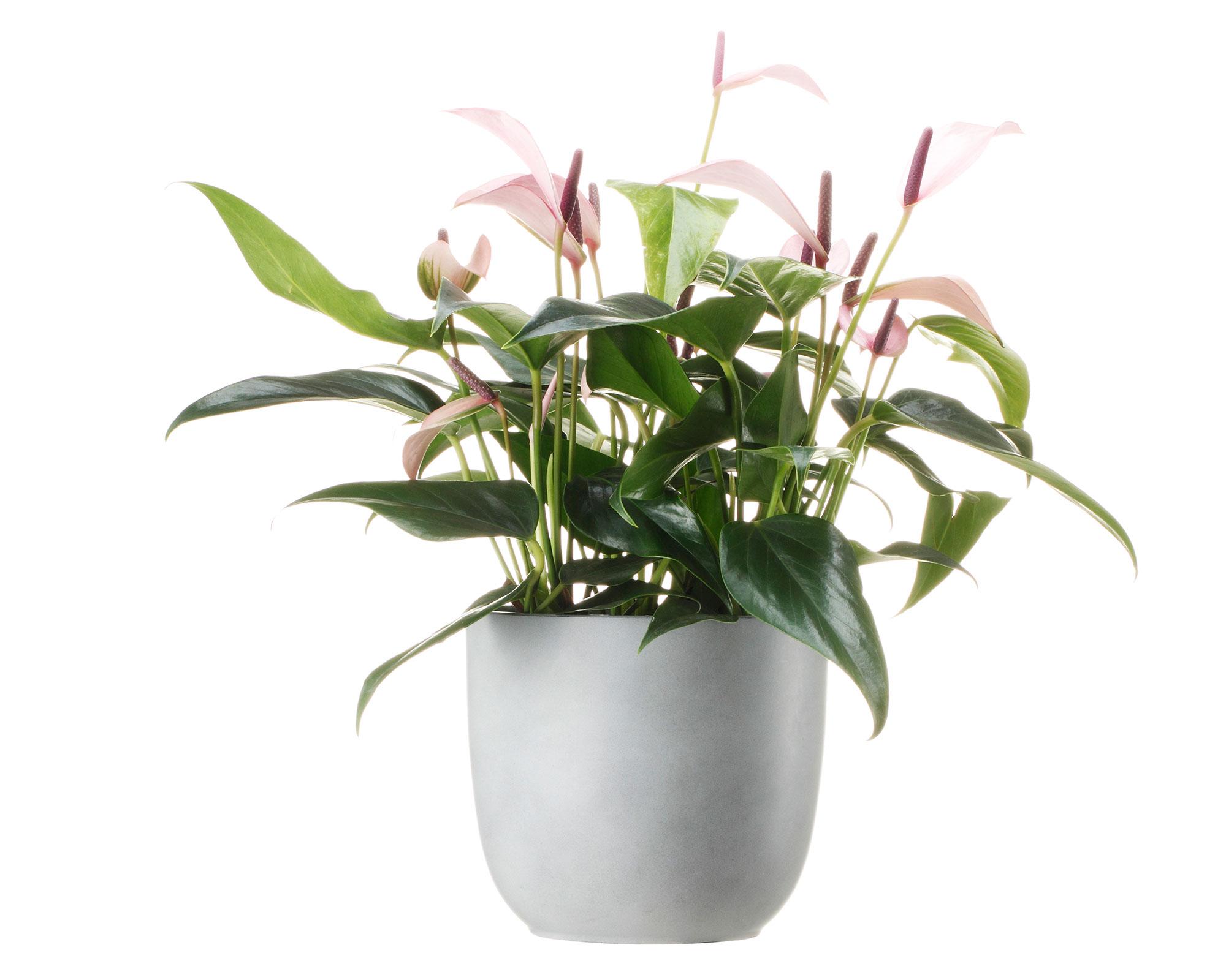 Maceta Fern cement-6