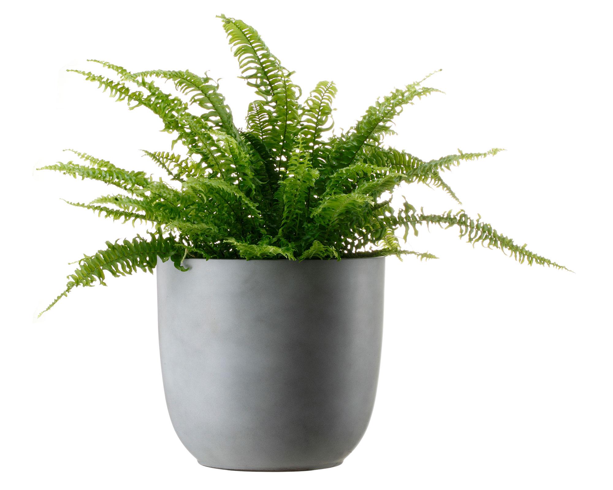Maceta Fern cement gris 16 cm-3