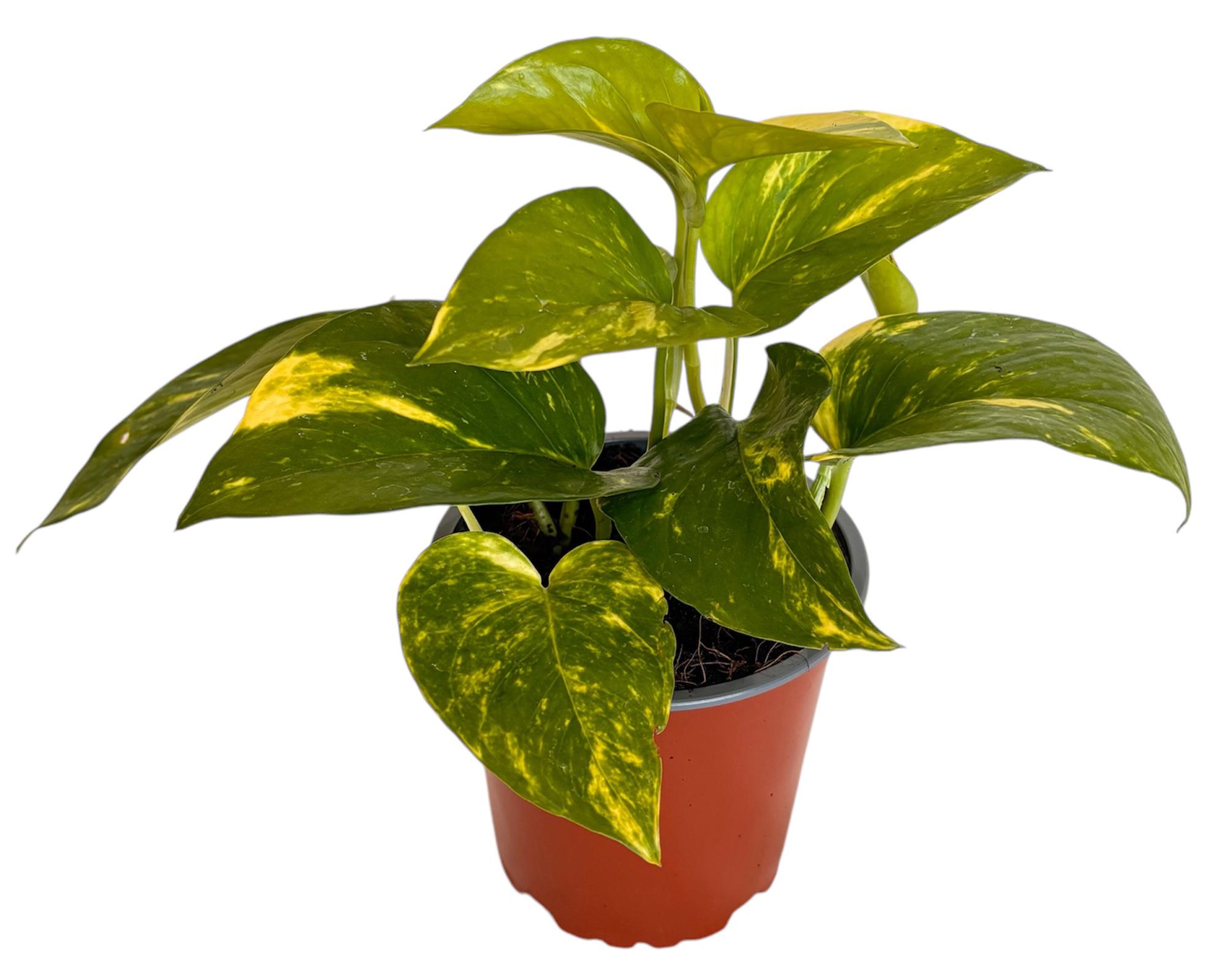 Planta natural Scindapsus M 13 20x12 cm-0