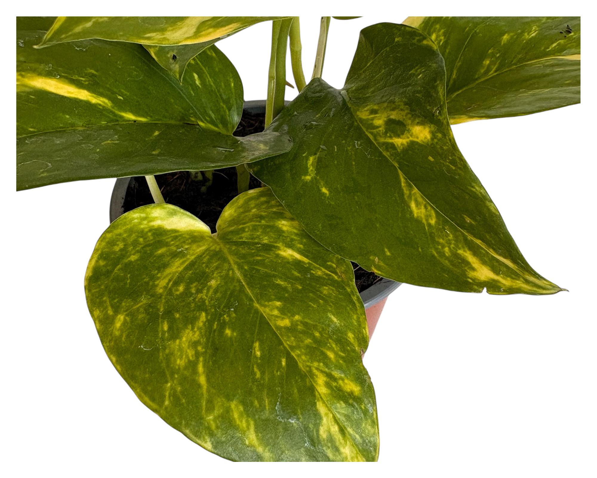 Planta natural Scindapsus M 13 20x12 cm-1