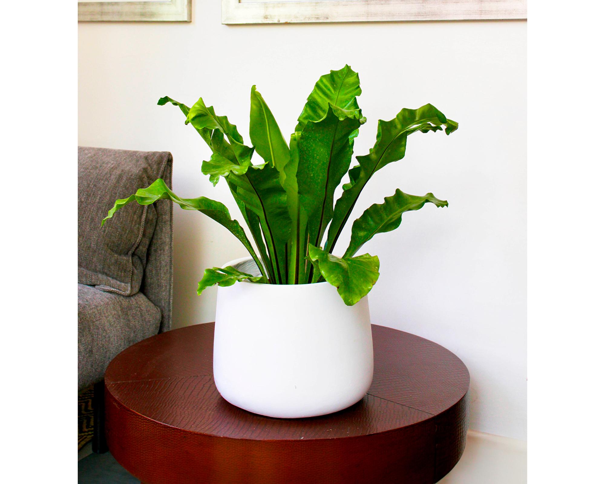 Macetero Marruecos blanco 24x26 cm-2