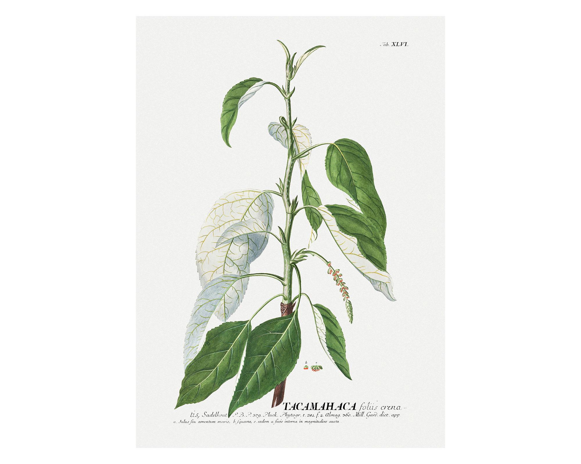Lámina decorativa 70.8x50.8 cm D2-0