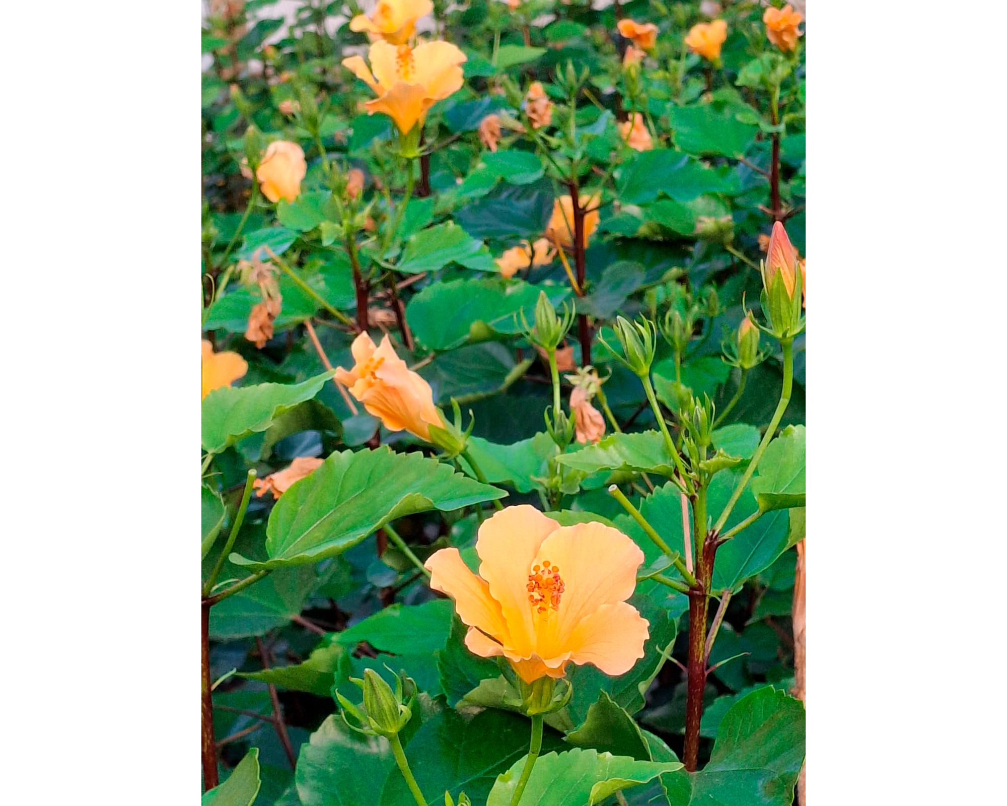 Planta natural Hibisco Amarillo simple 19 110x52 cm-2