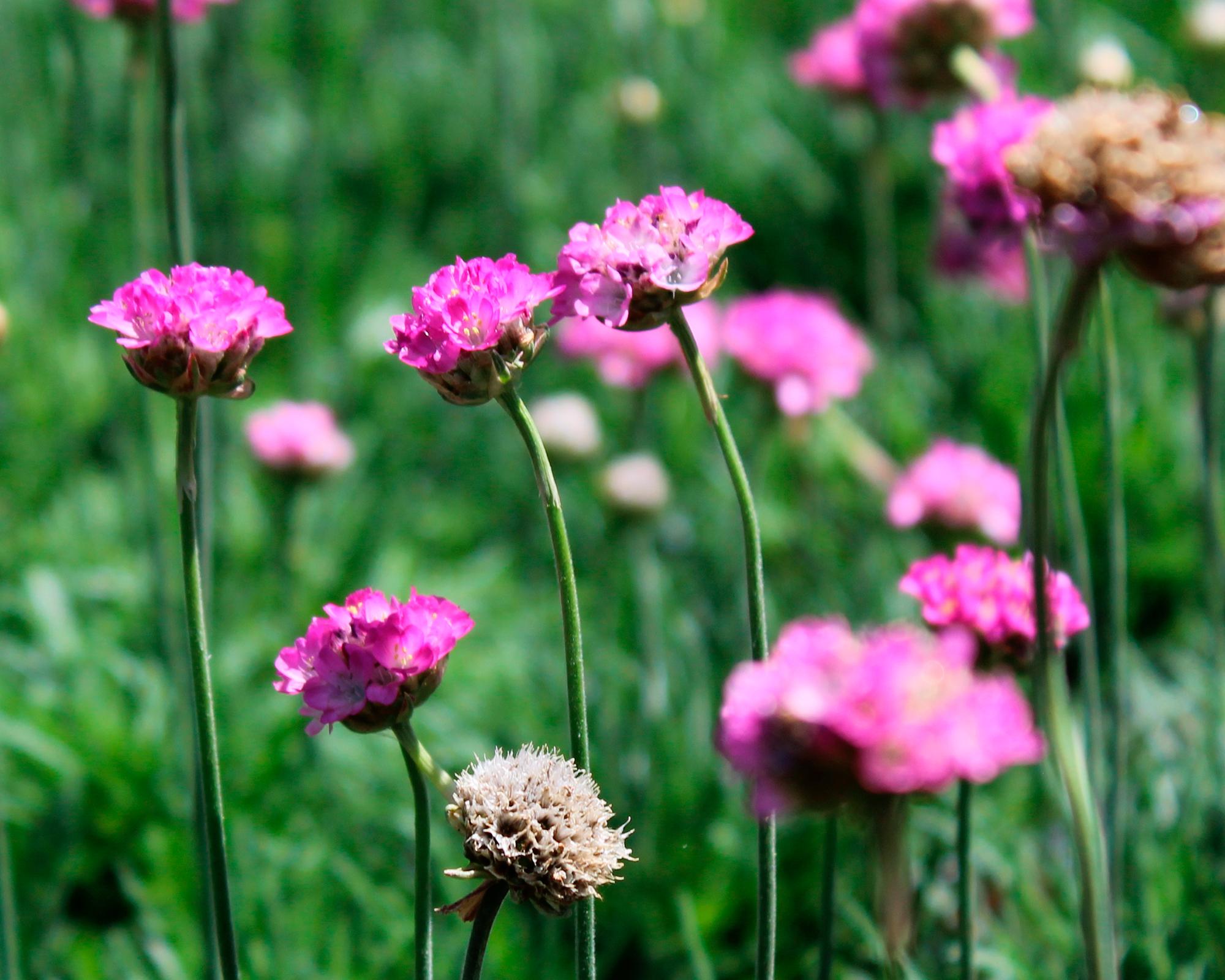 Planta natural Armería marítima lusitánica VCG 9-2