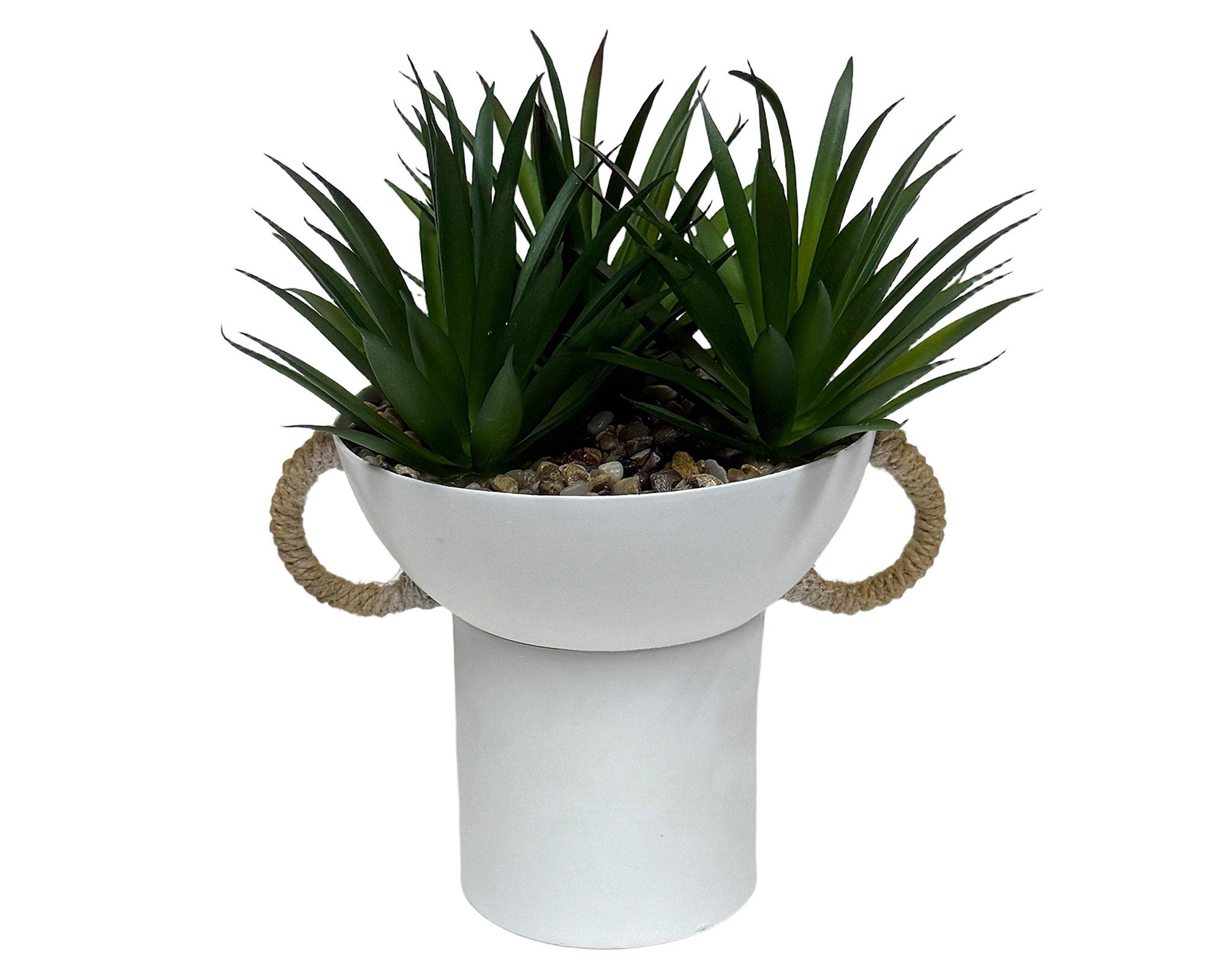 Suculenta Asas OC 16 cm-0