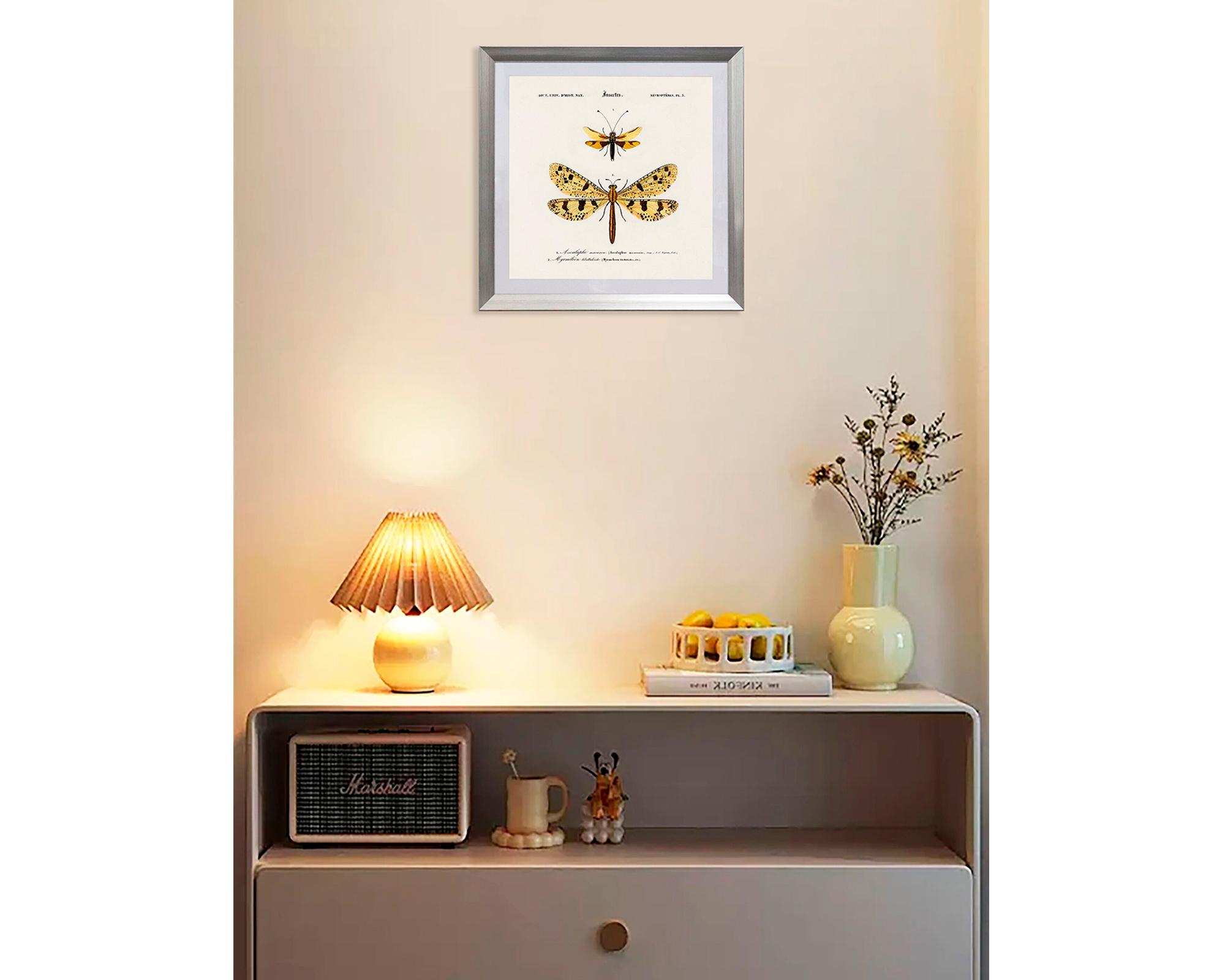 Cuadro insecto Nevropteres 50x50 cm-2