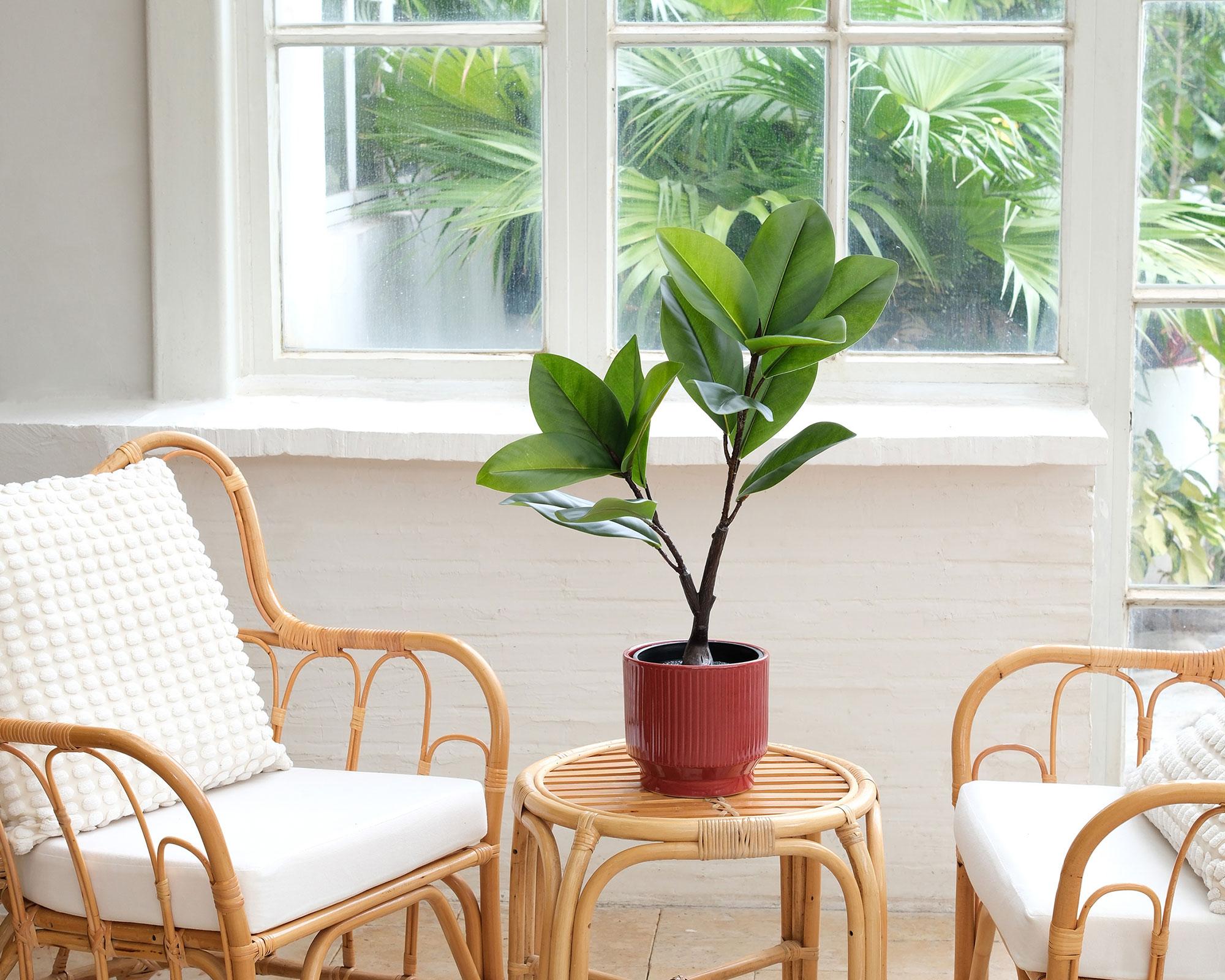 Planta artificial Ficus Variegata 65 cm-4