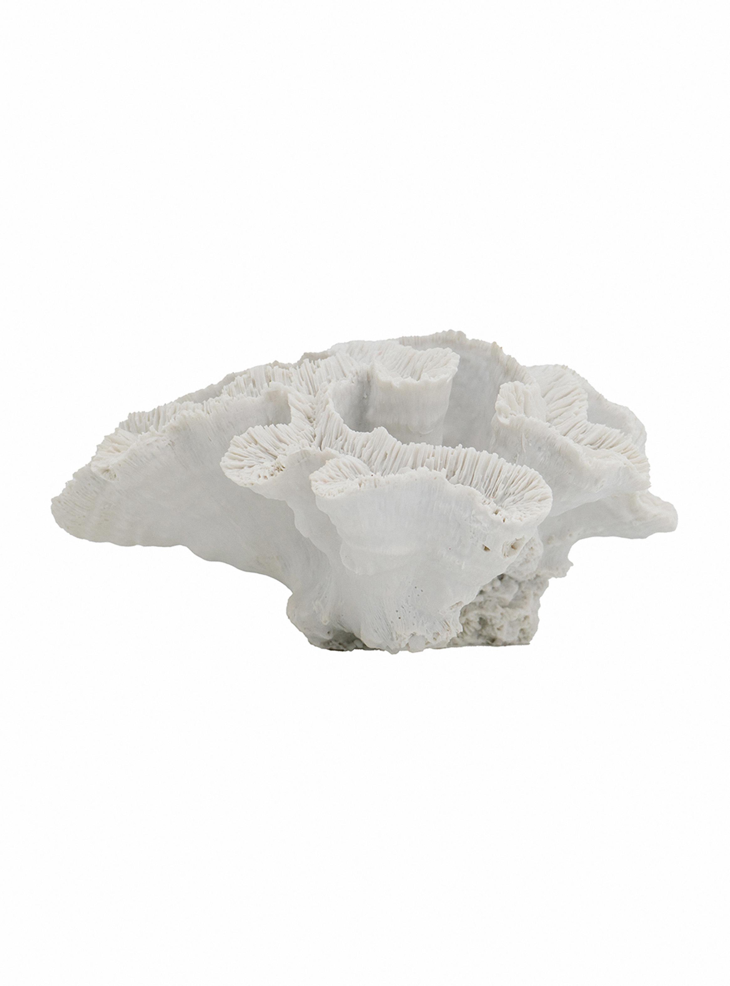 Coral Blanco 23 cm-3