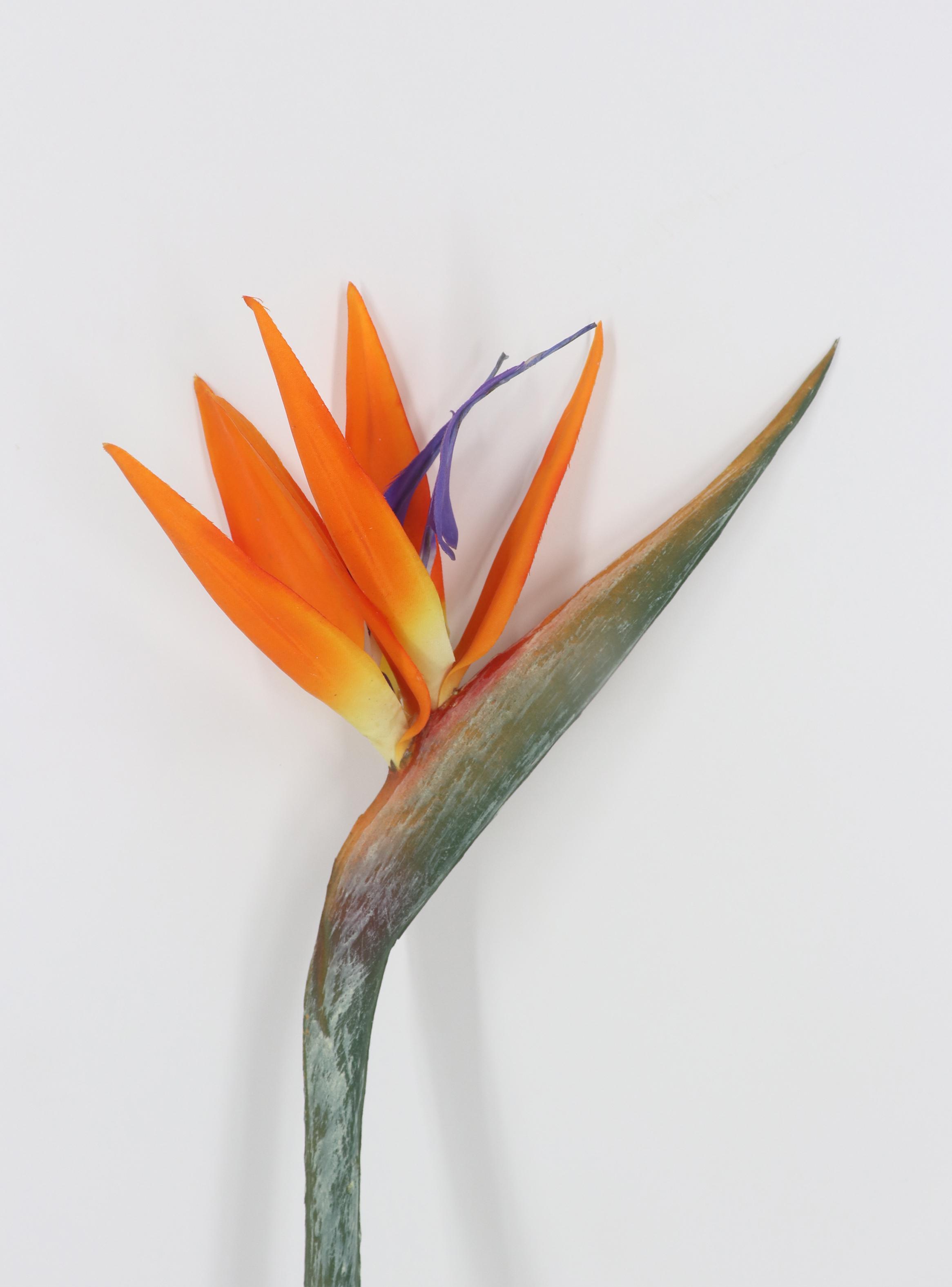 Flor Ave del Paraíso Naranja-2