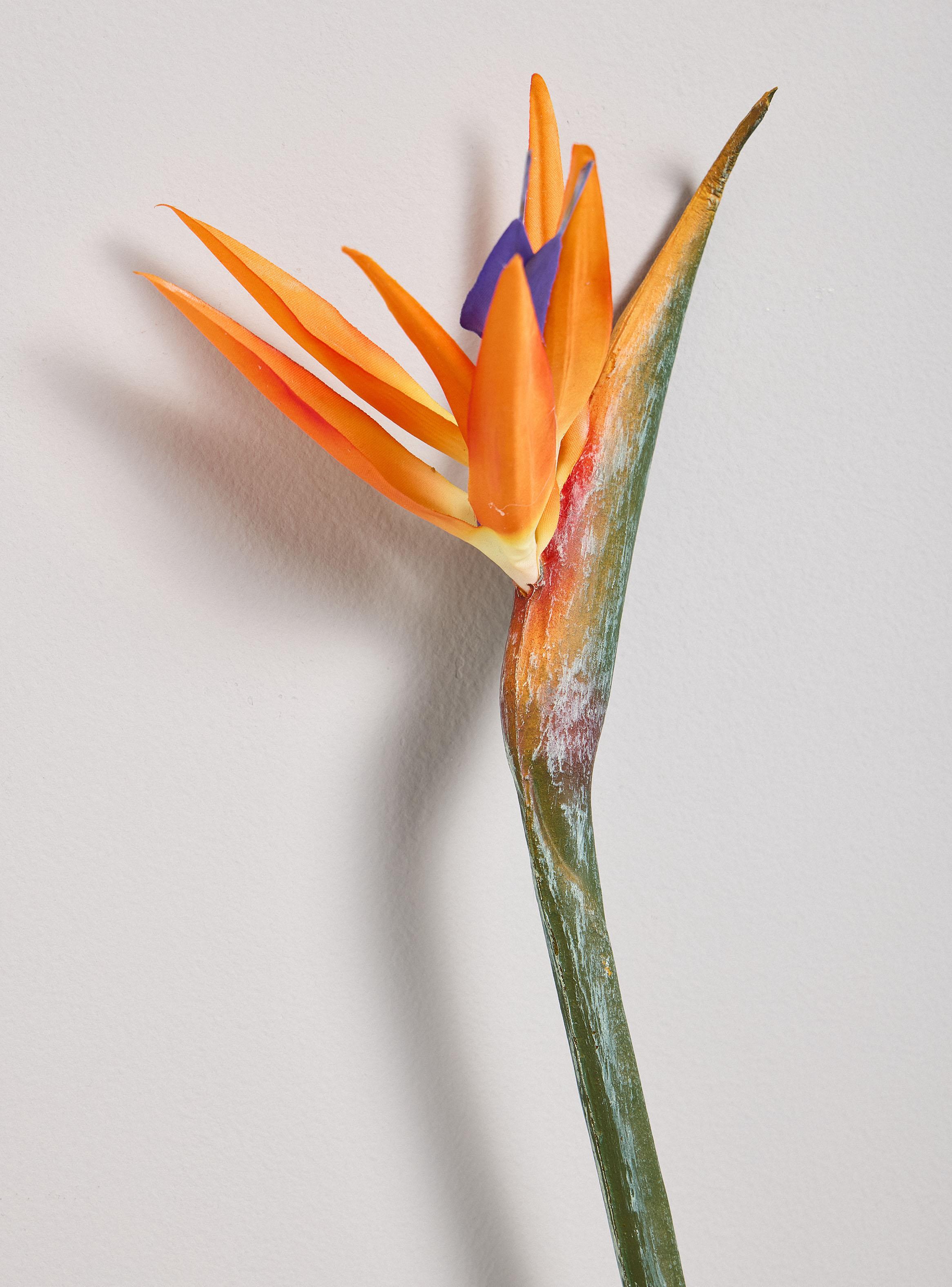 Flor Ave del Paraíso Naranja-2