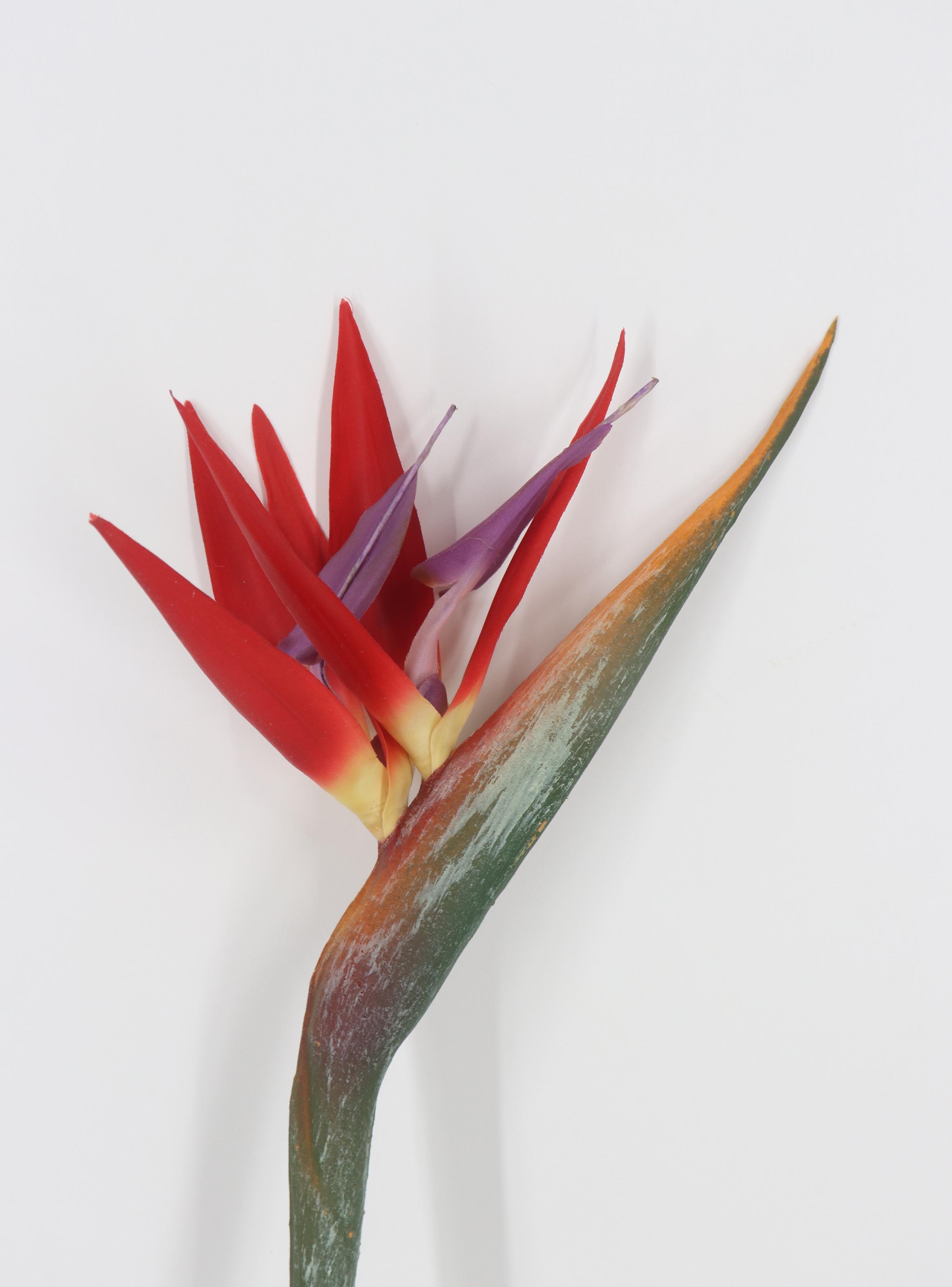 Flor Ave el Paraíso Roja-2