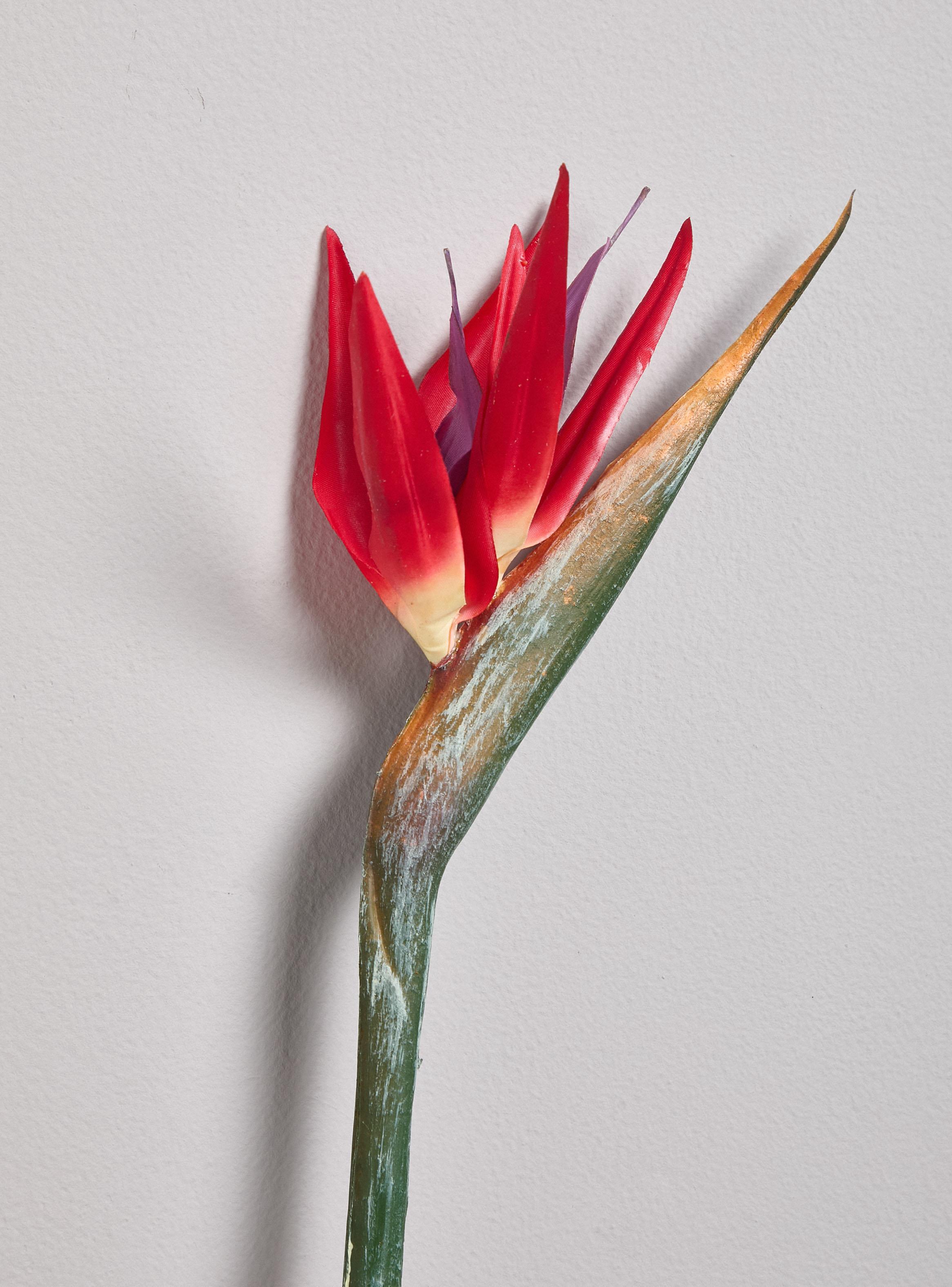 Flor Ave el Paraíso Roja-2