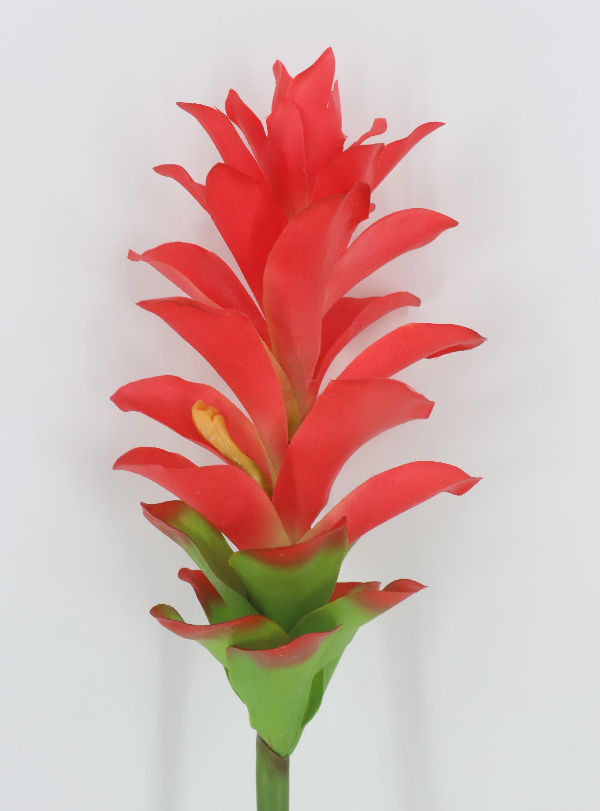 Flor de Cúrcuma Roja-2