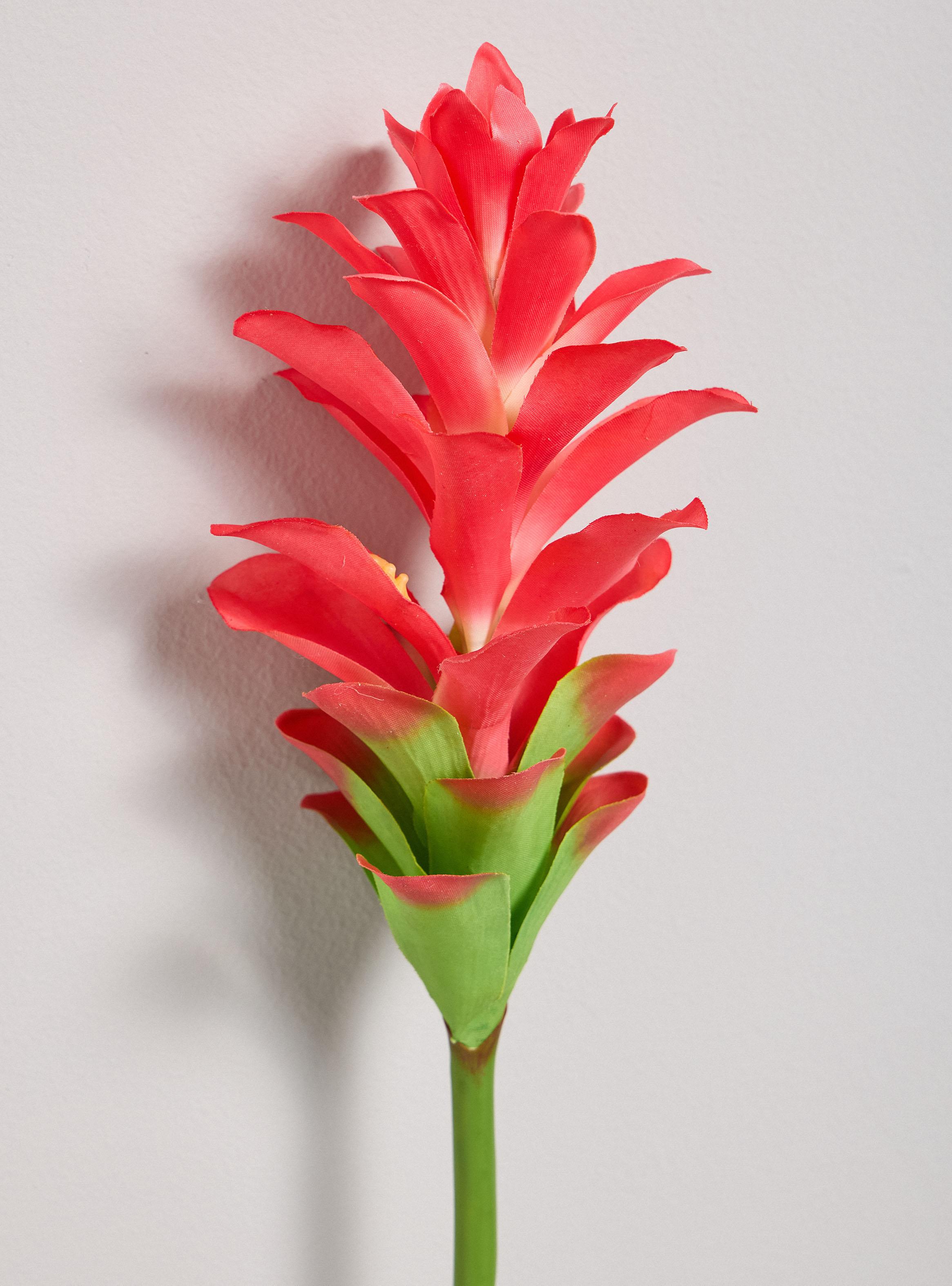 Flor de Cúrcuma Roja-2