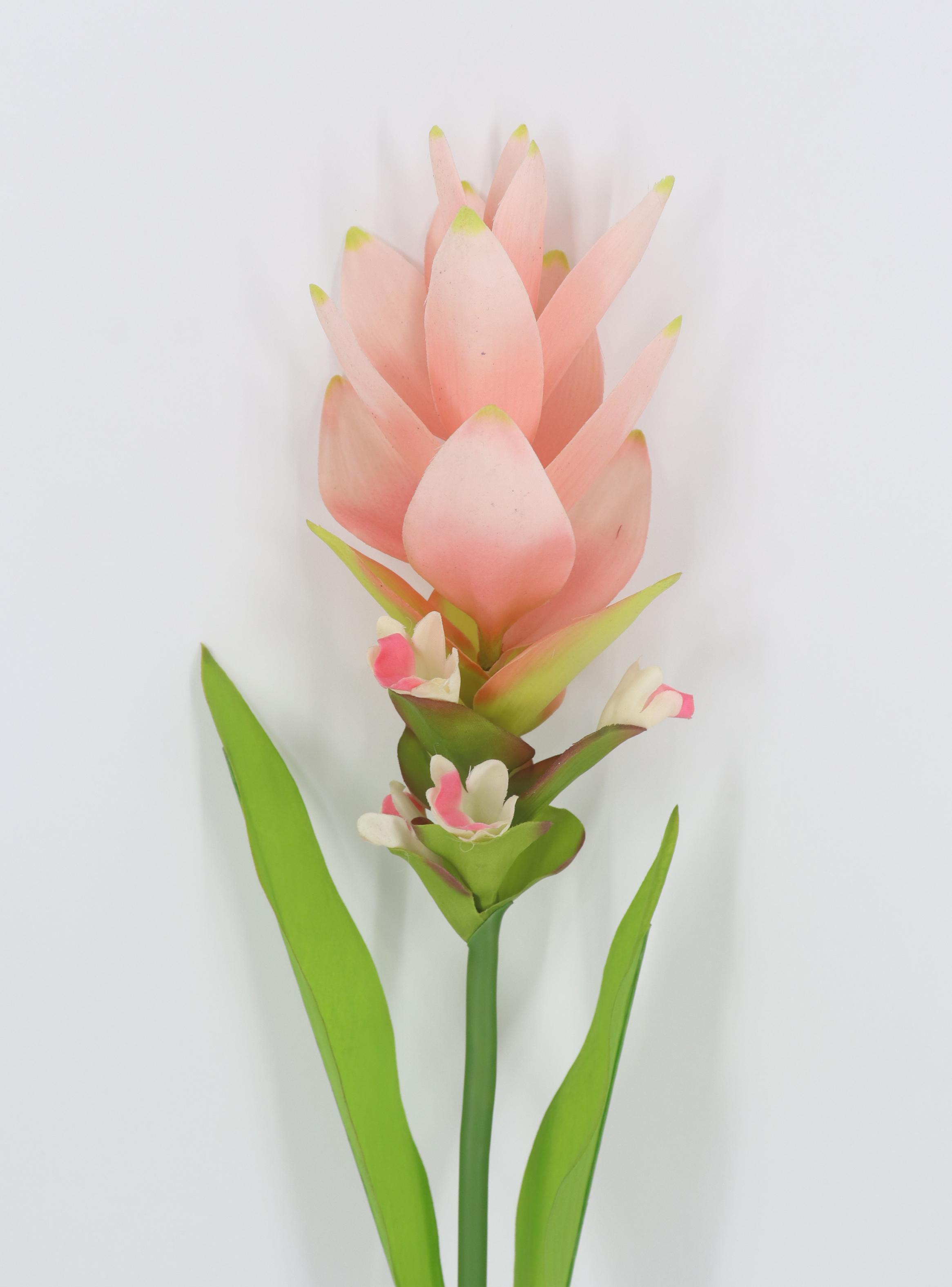 Flor de Cúrcuma Rosada-2