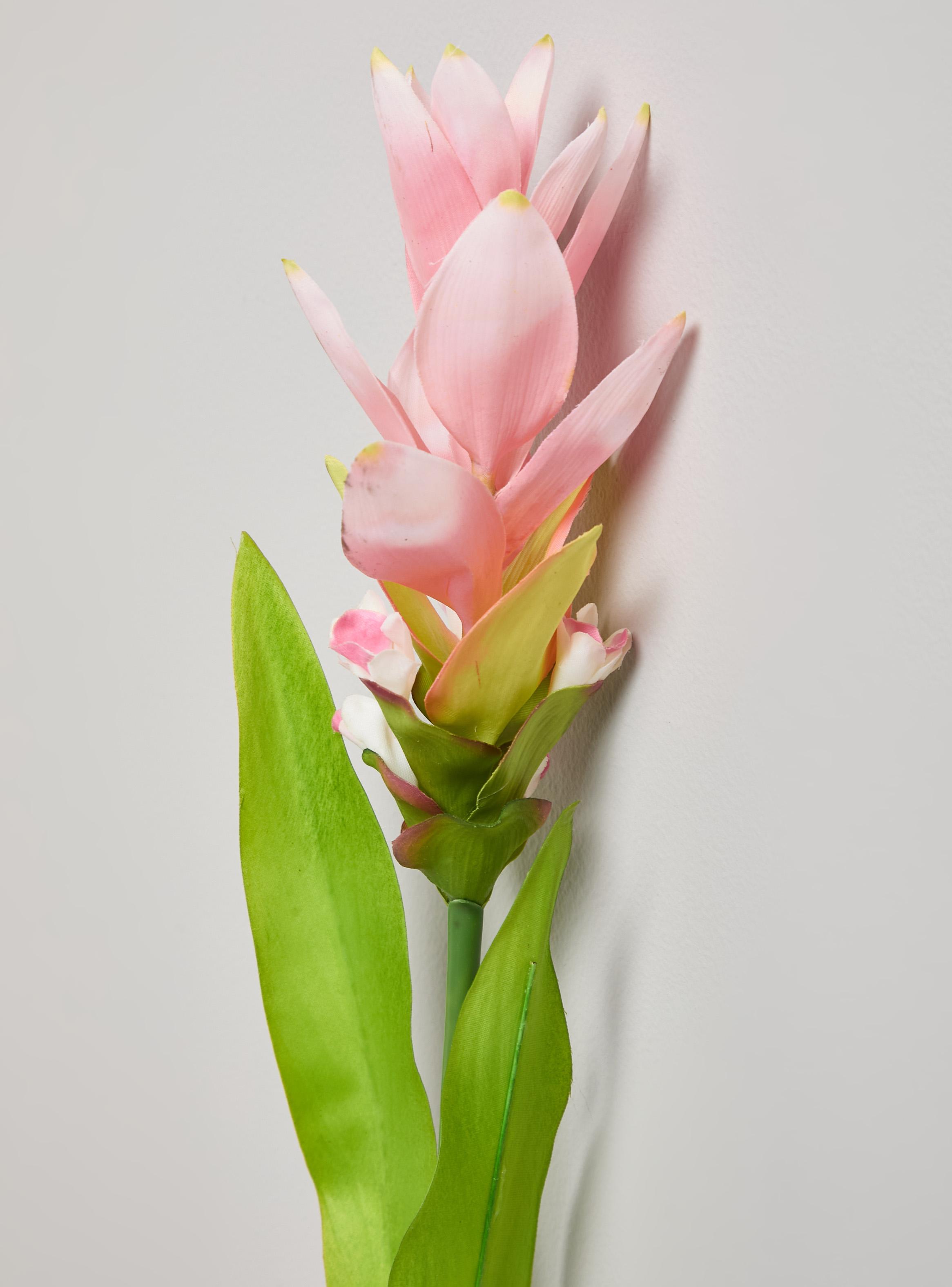 Flor de Cúrcuma Rosada-2