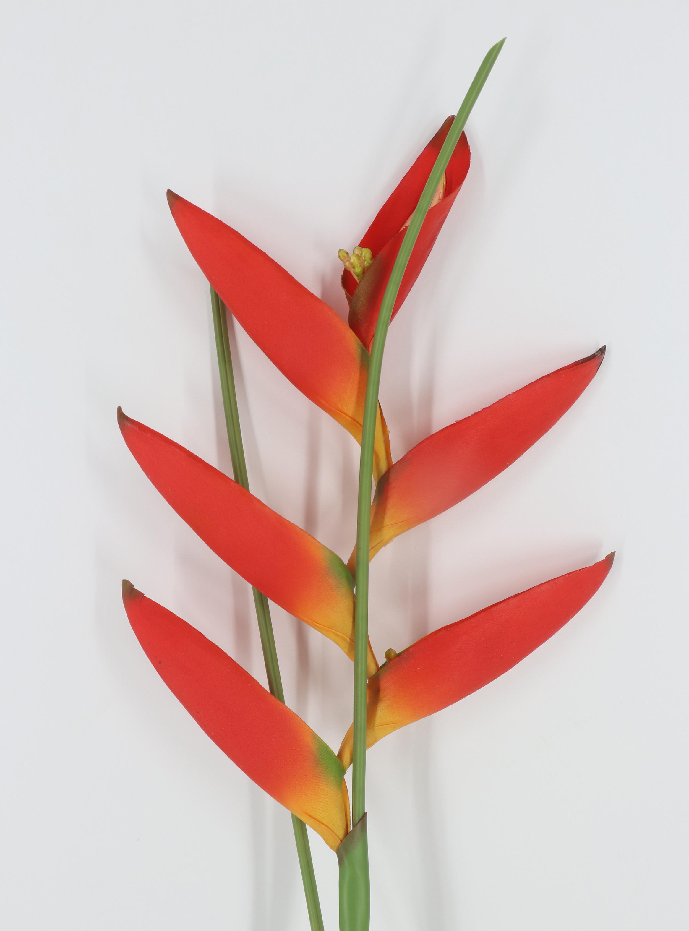 Flor de Heliconia Roja-2