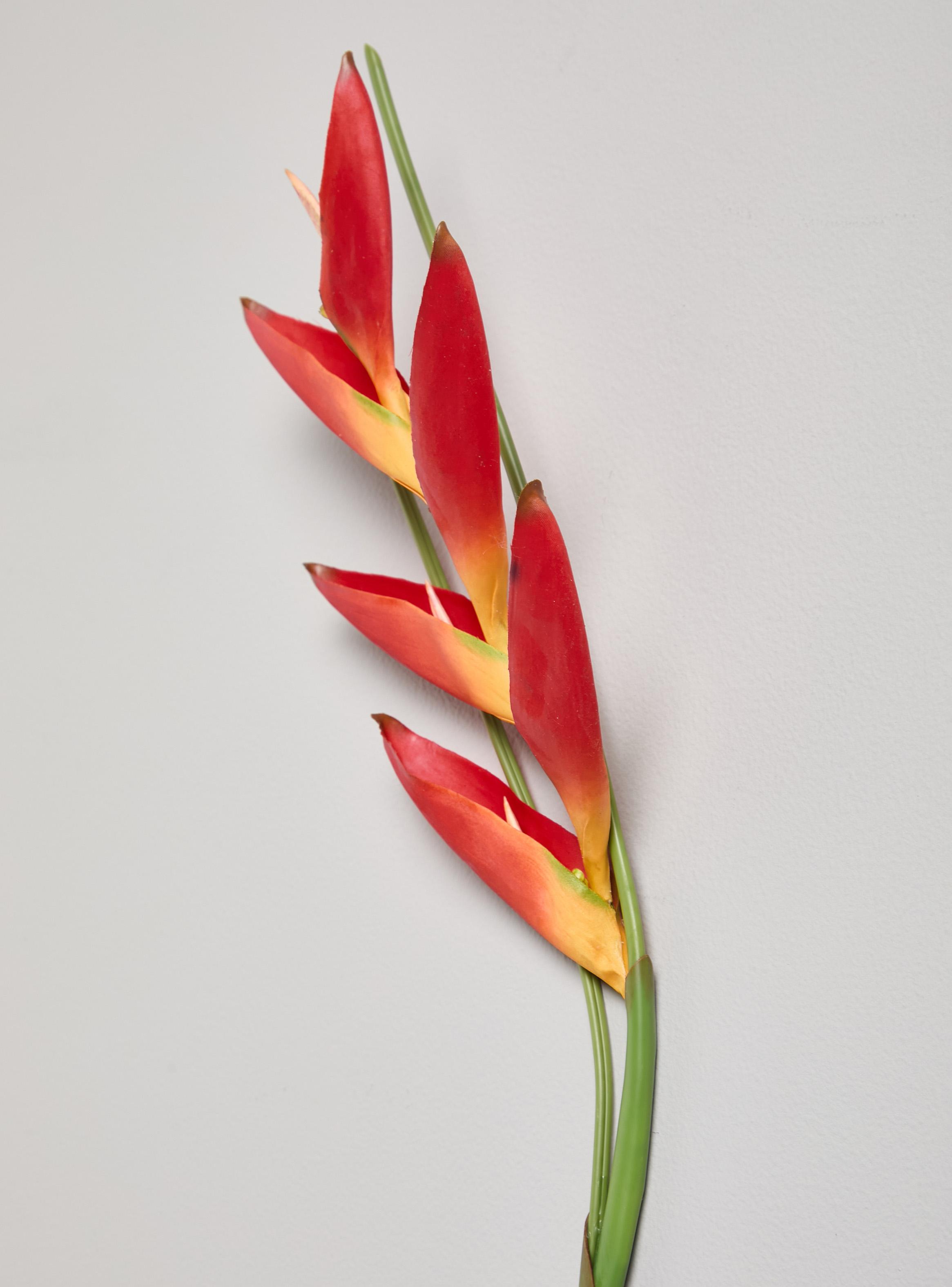 Flor de Heliconia Roja-2