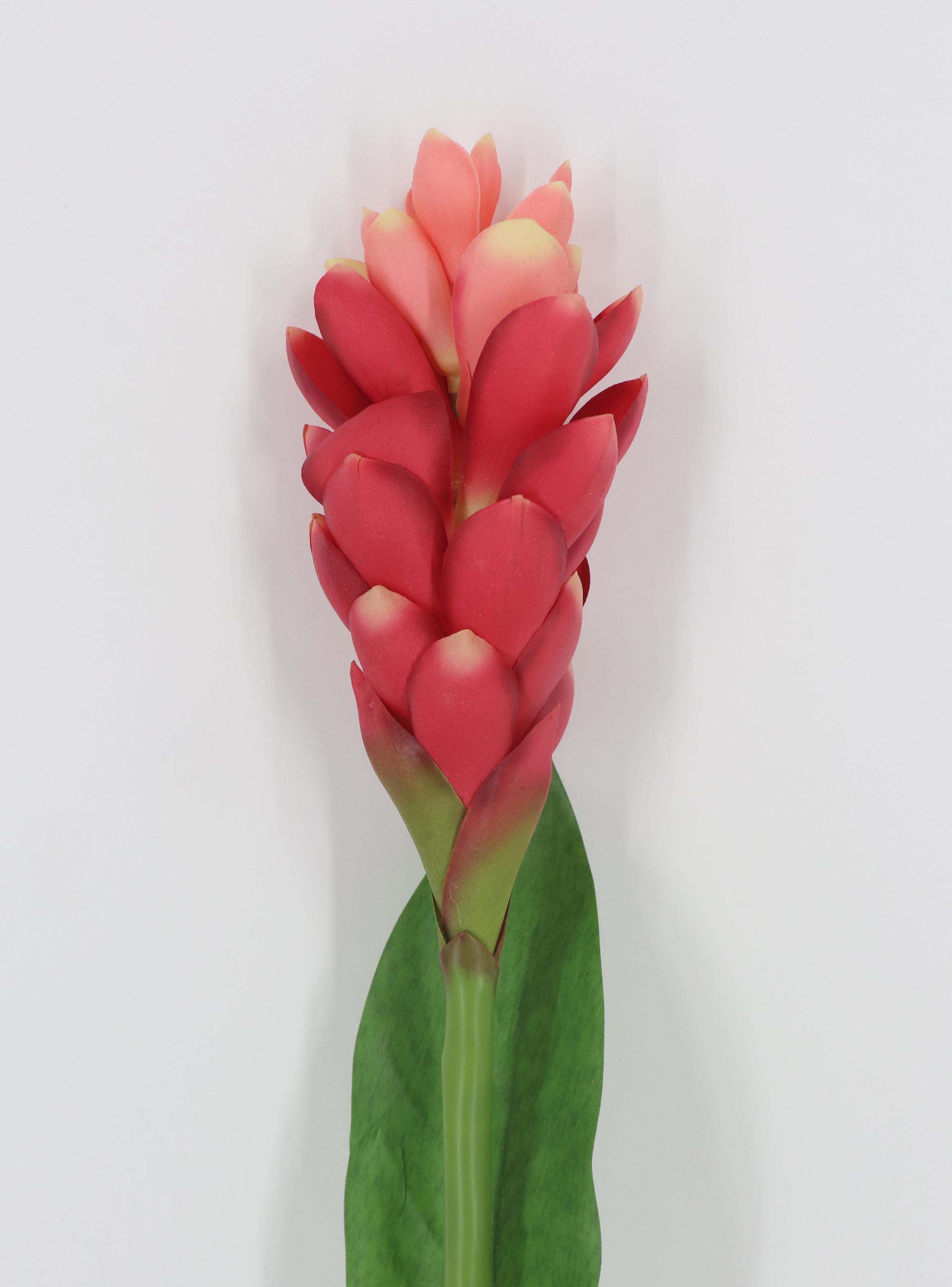 Flor de Ginger Roja-2