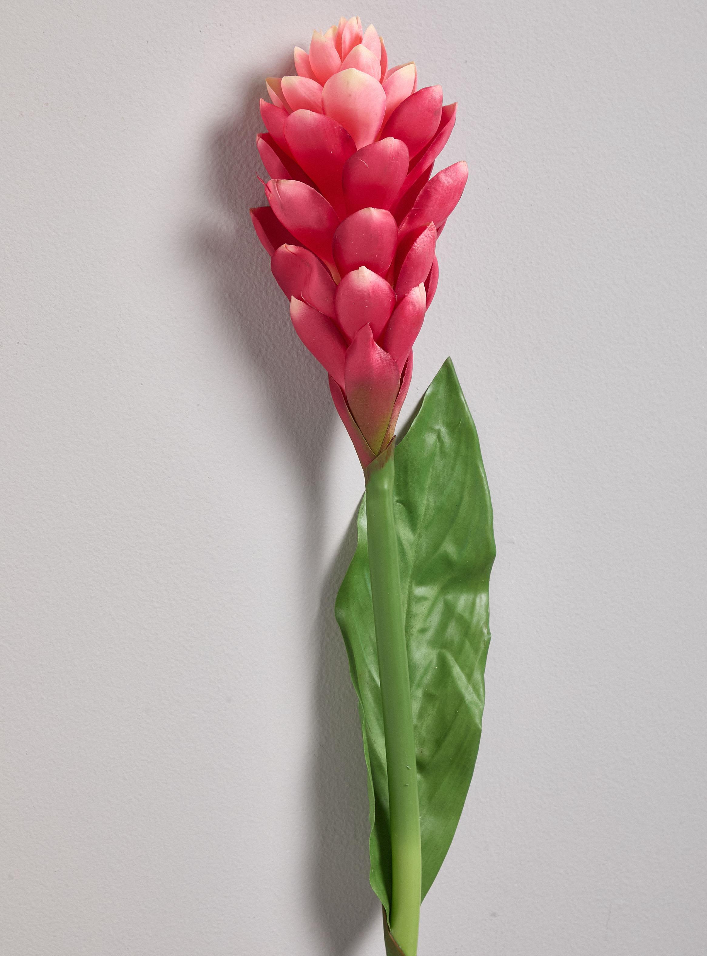 Flor de Ginger Roja-2