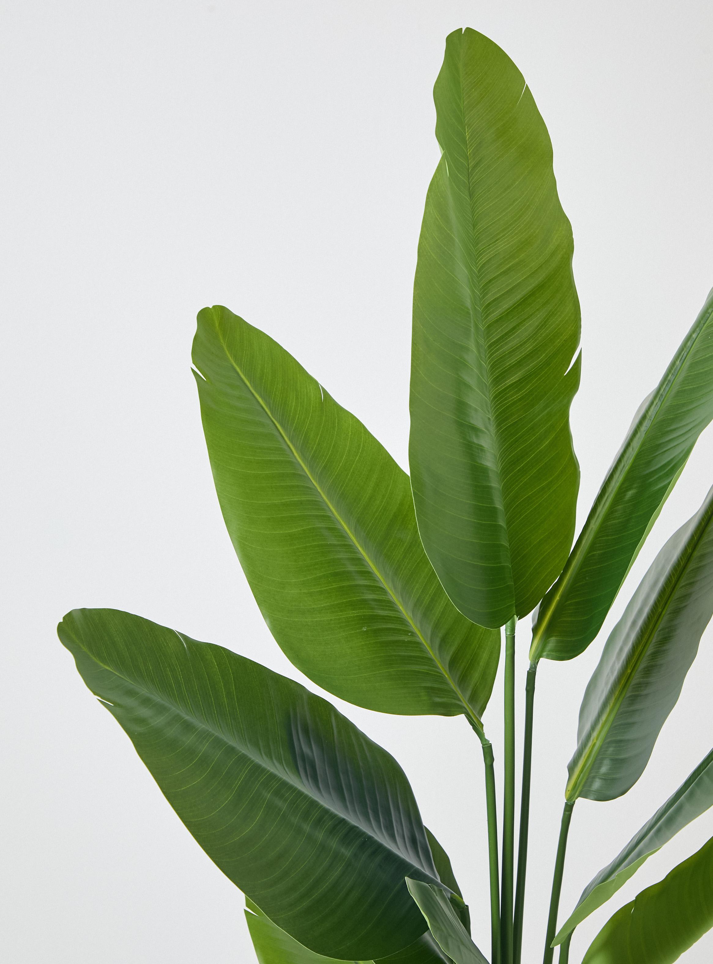 Planta Decorativa Banana 156 cm-2