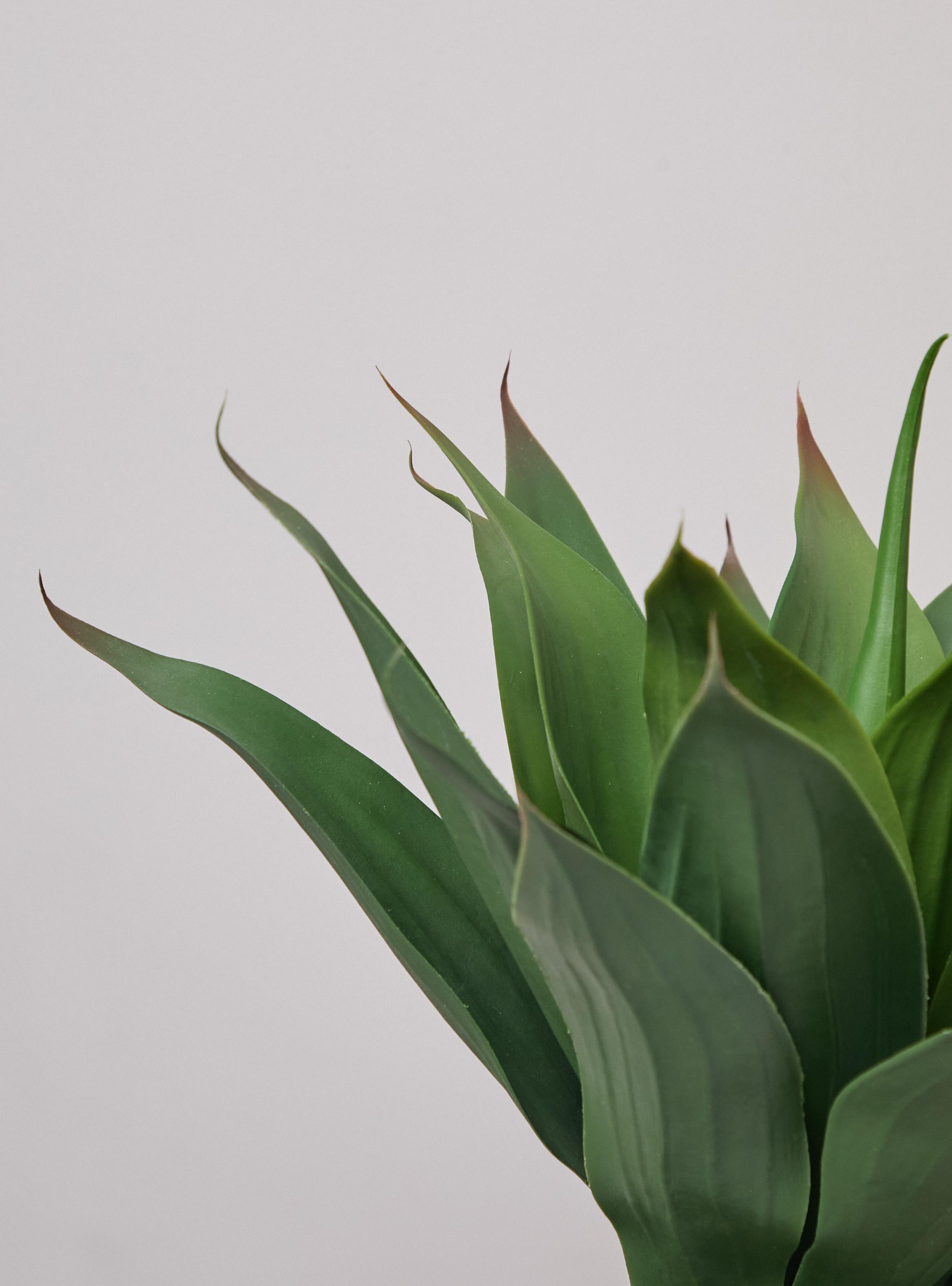 Planta Decorativa Agave 48 cm-2