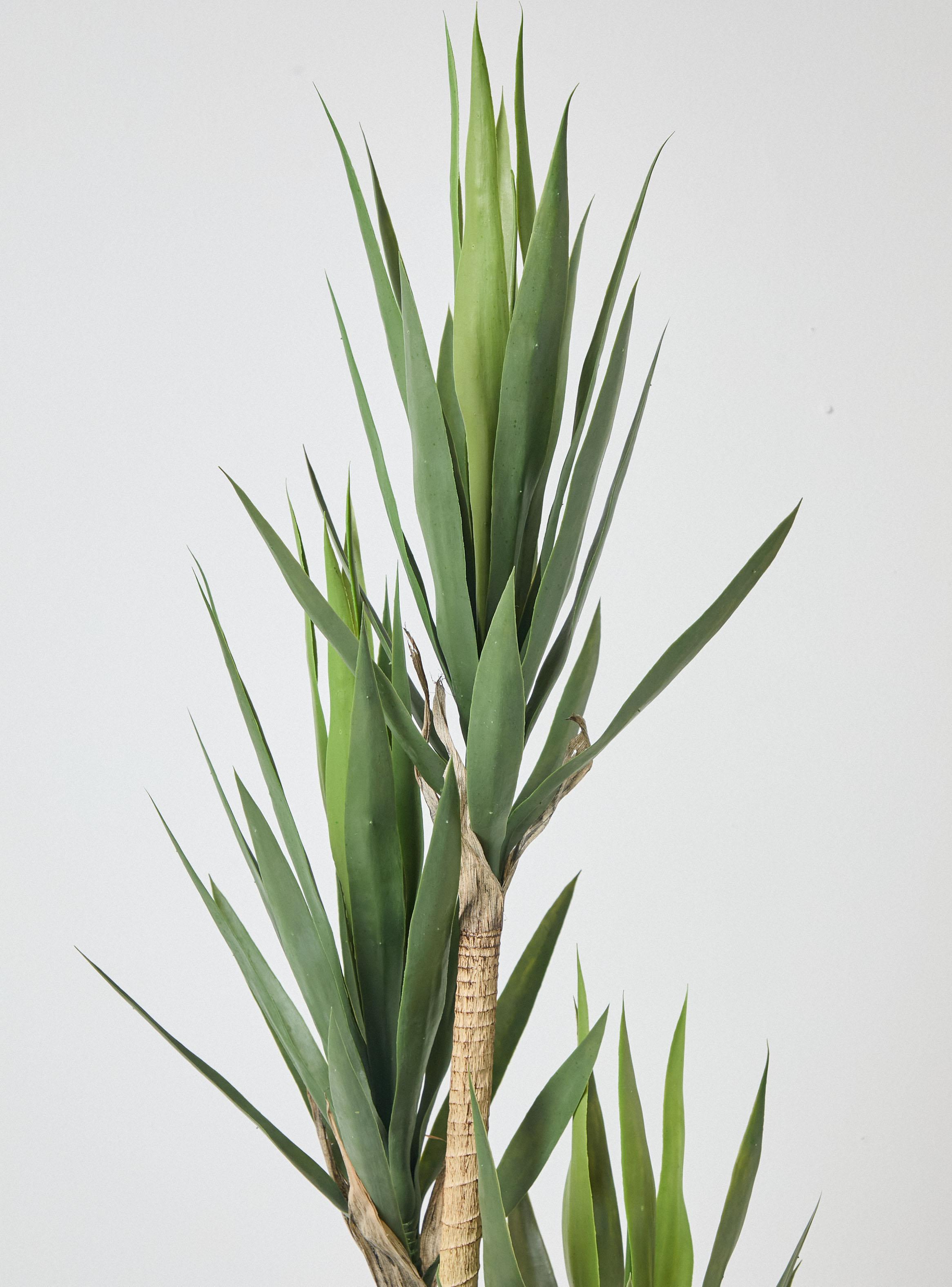 Planta Decorativa Yuca 180 cm-2