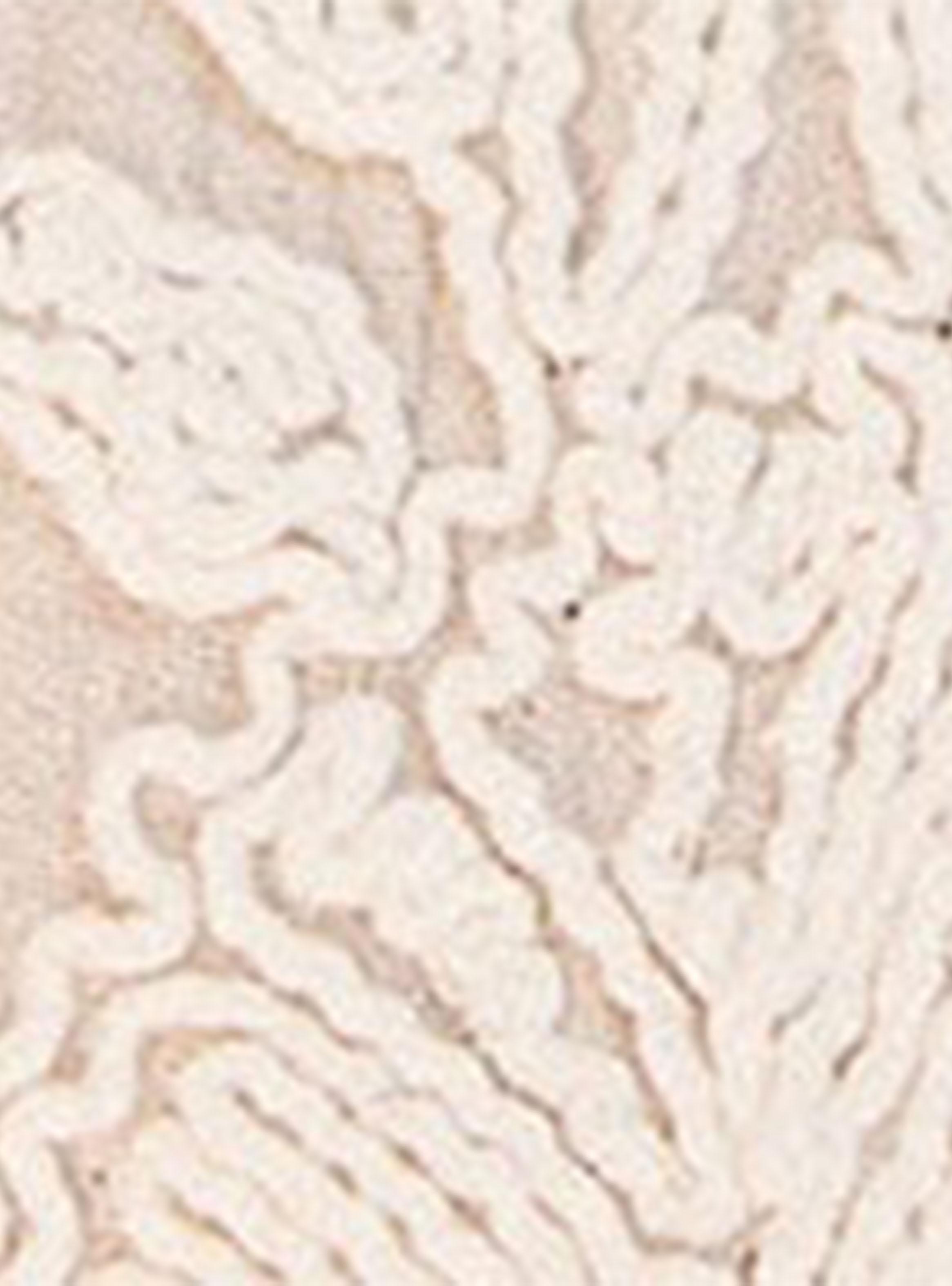 Chaqueta Bordados-4