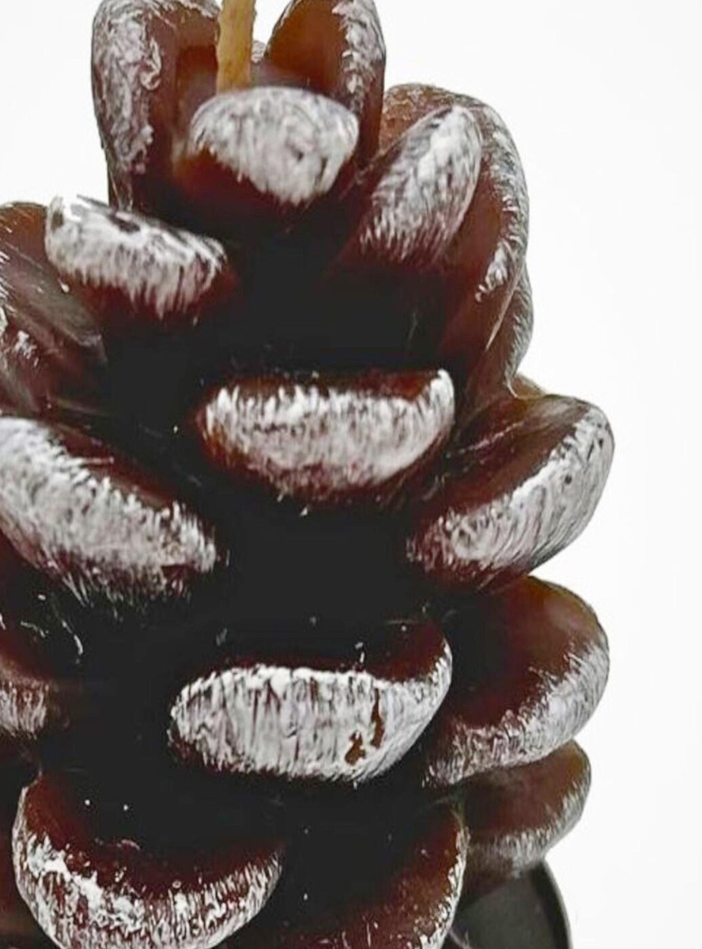 Set 6 Velas Piñas Tealight-2