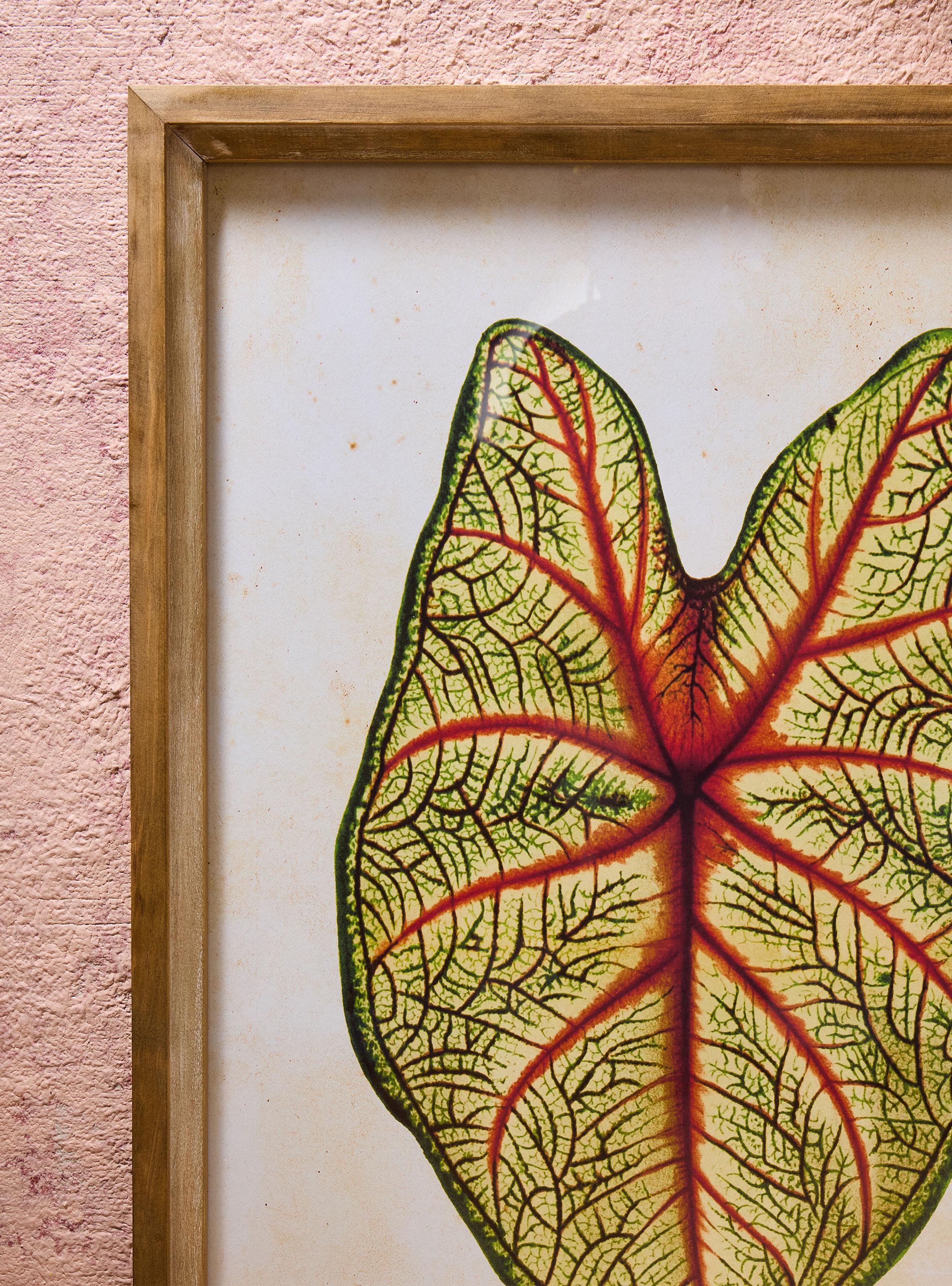 Cuadro Hoja 50x70 cm-2