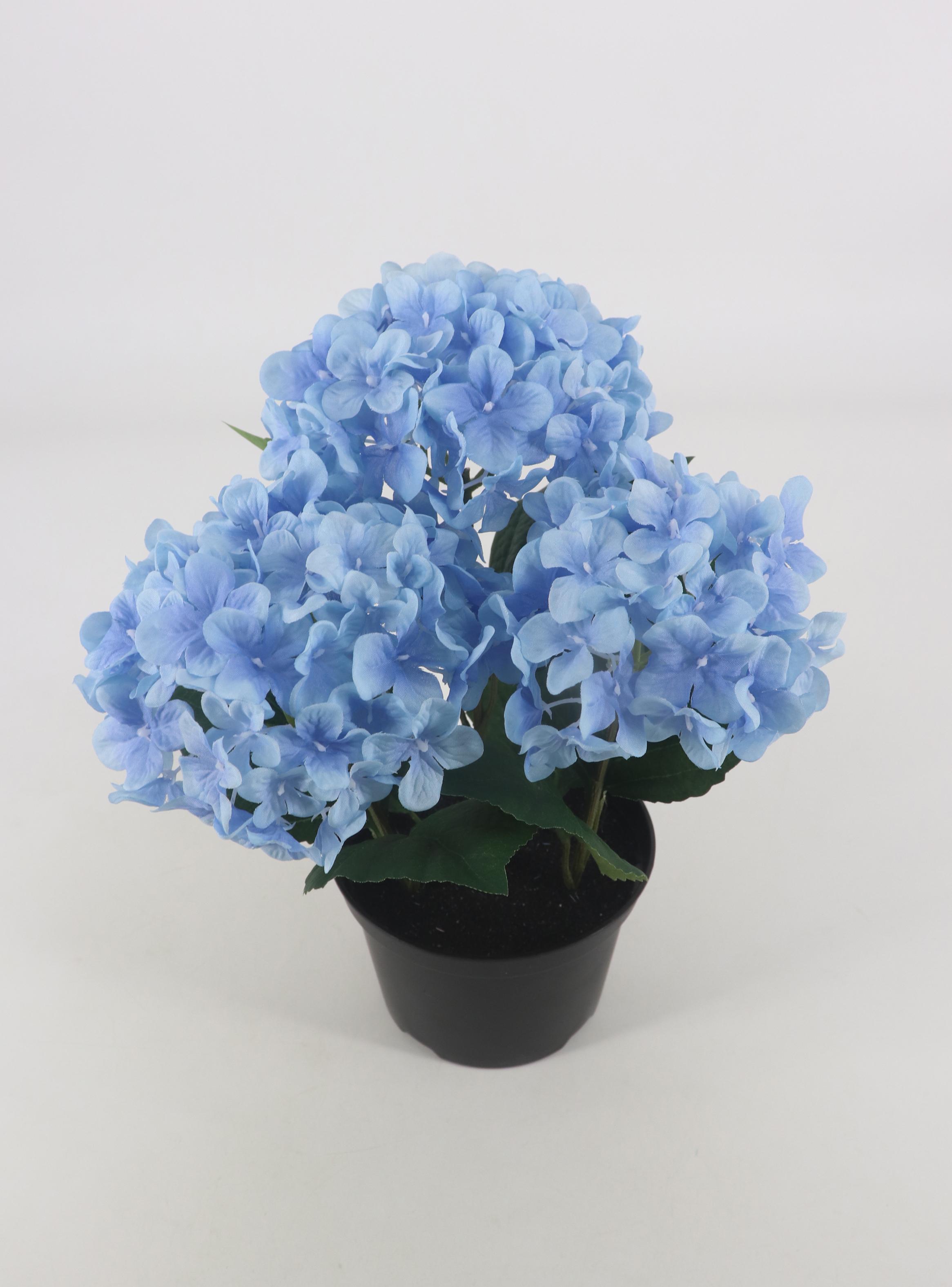 Hortensia Celeste Macetero-1