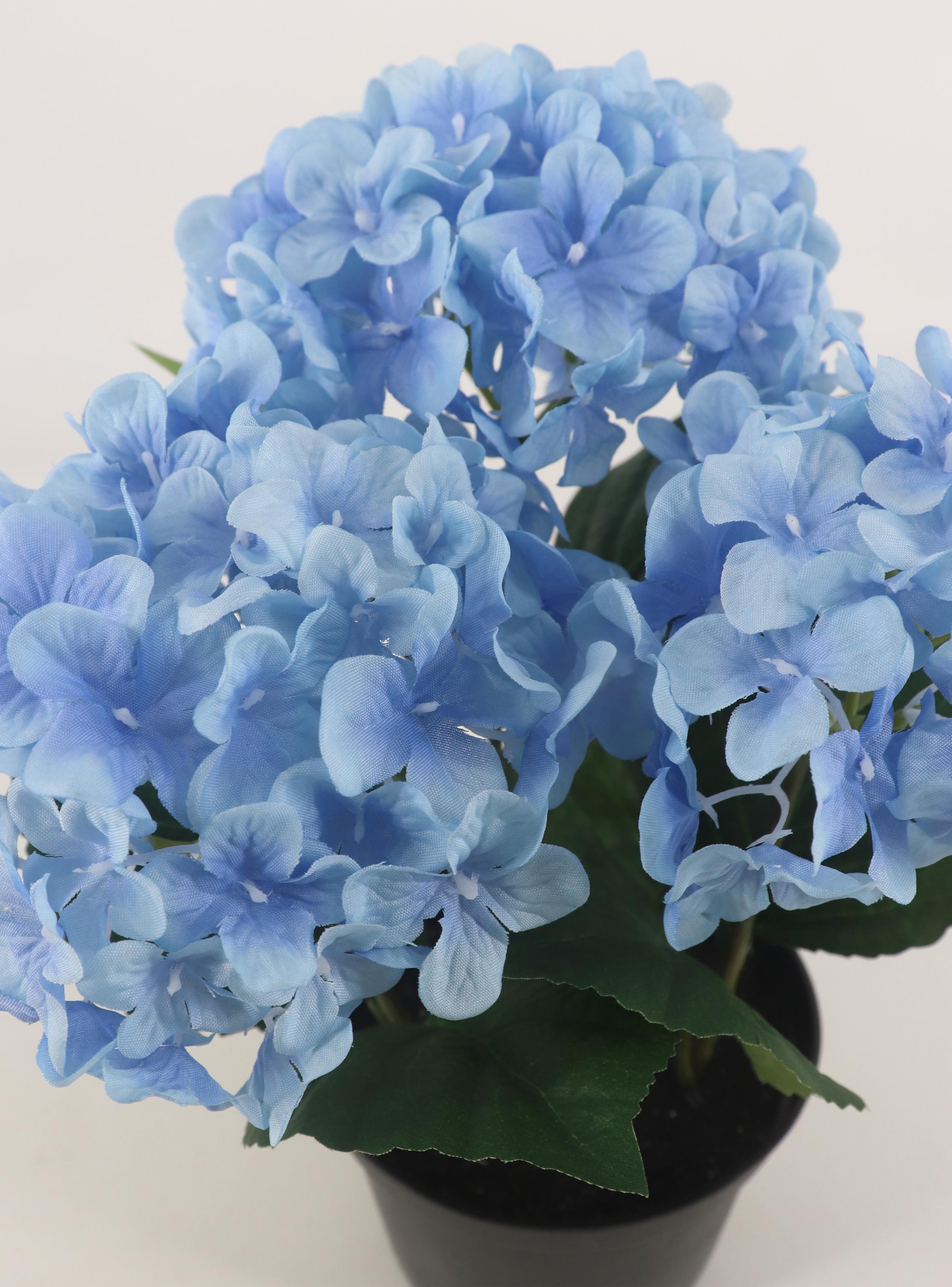 Hortensia Celeste Macetero-2