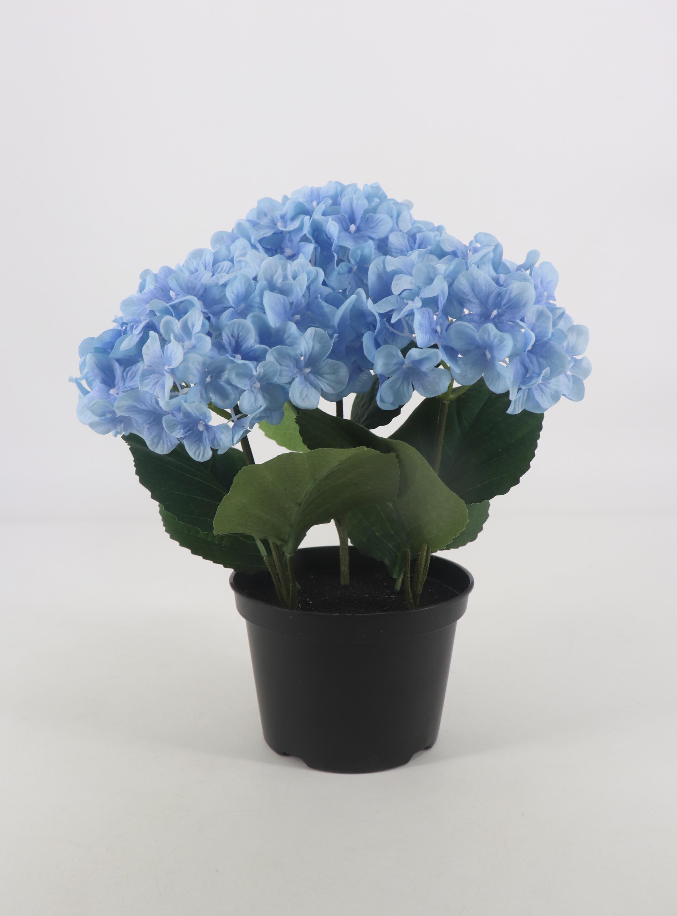 Hortensia Celeste Macetero-0