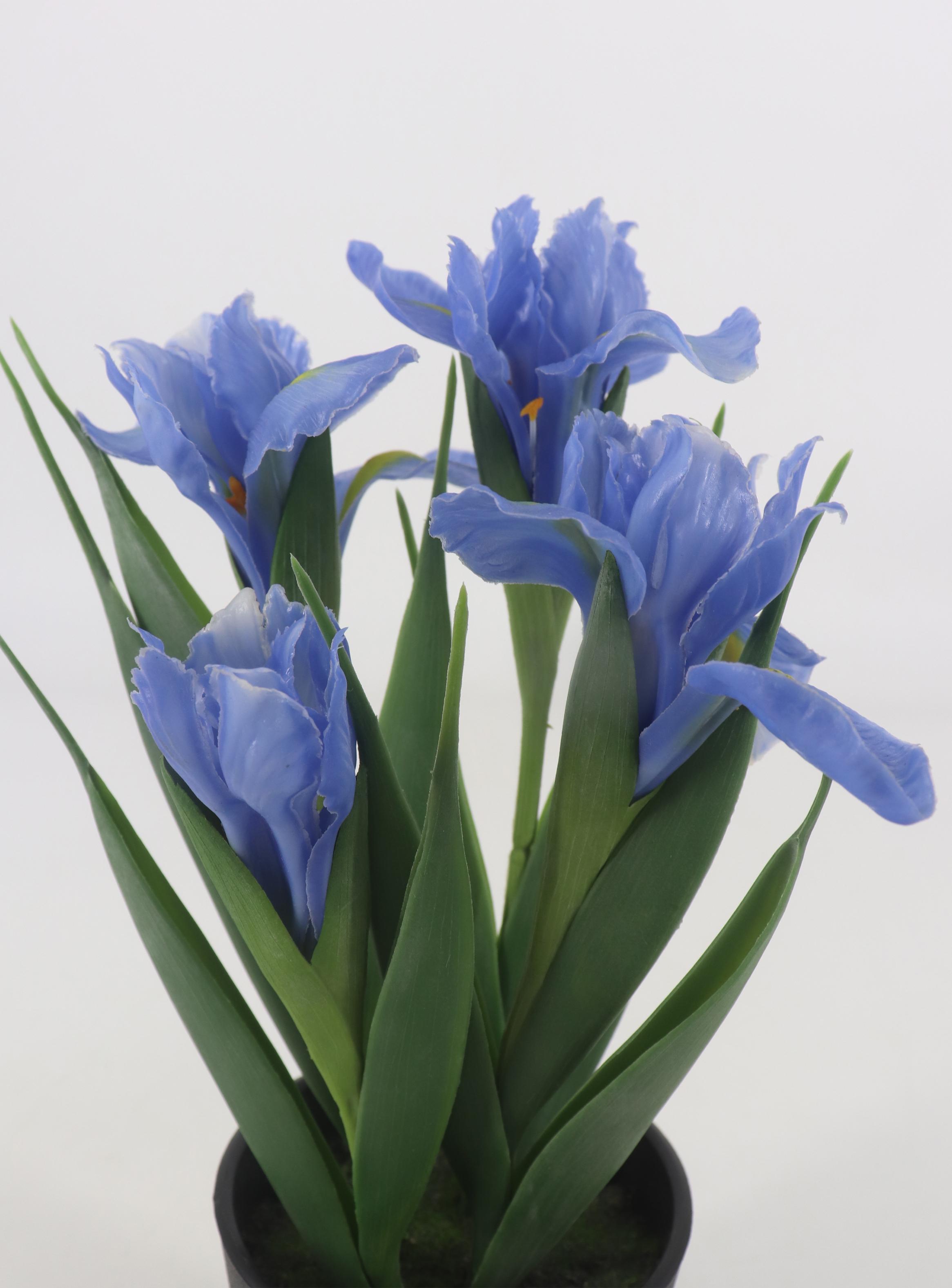 Iris Azul Macetero-2