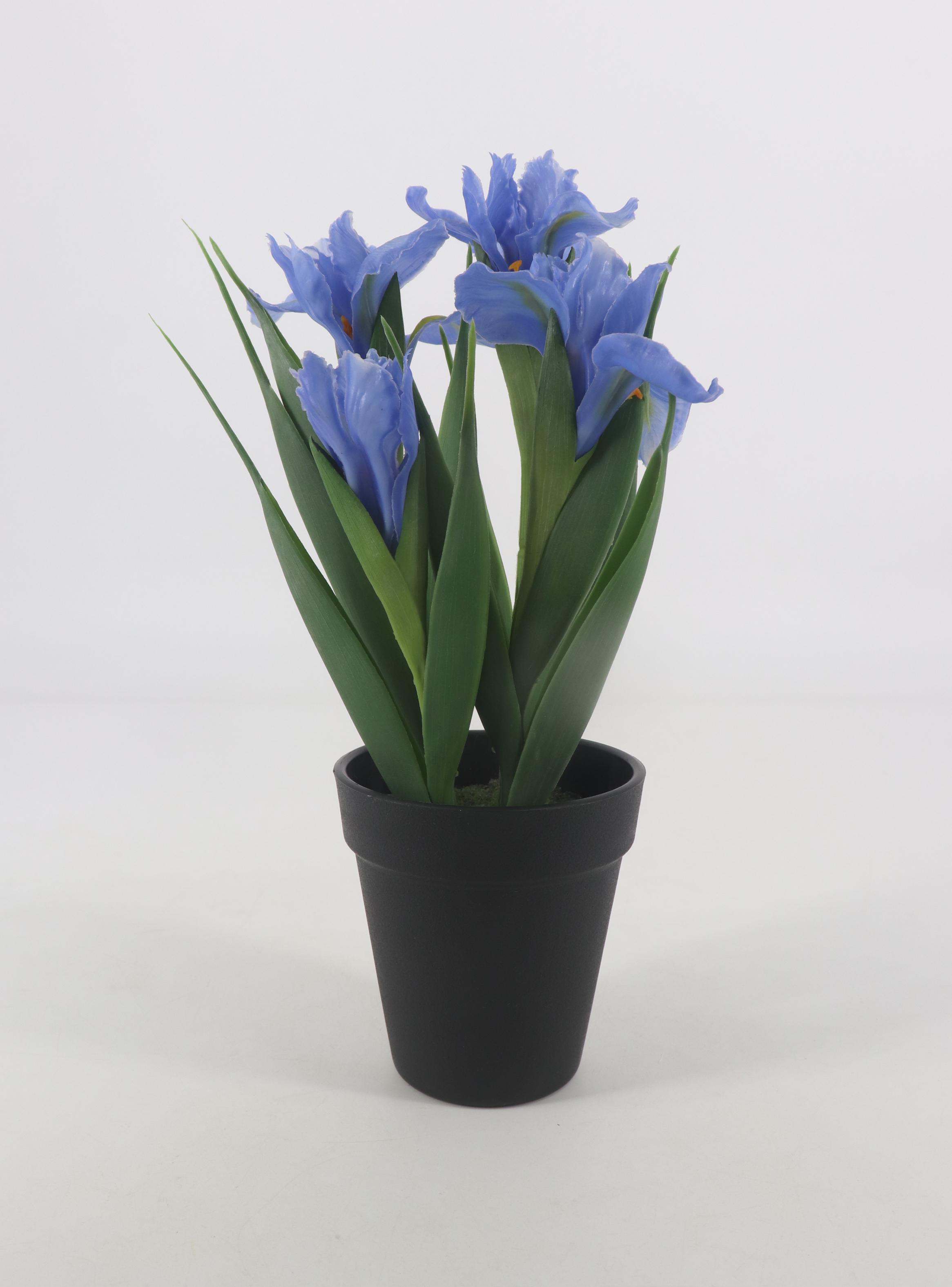 Iris Azul Macetero-0
