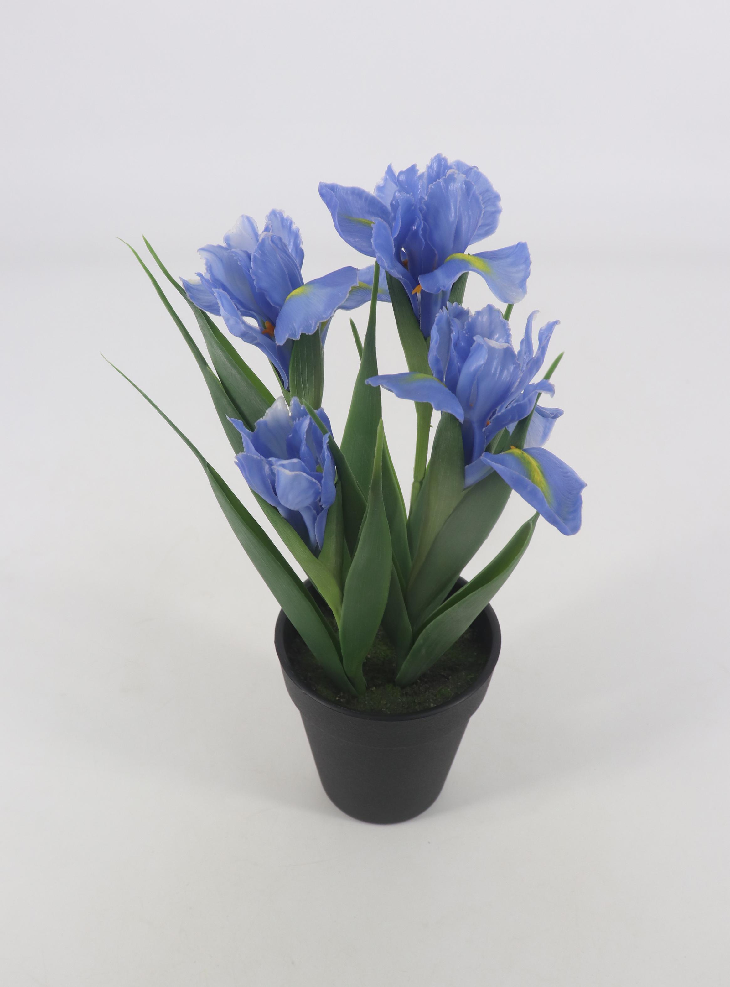 Iris Azul Macetero-1