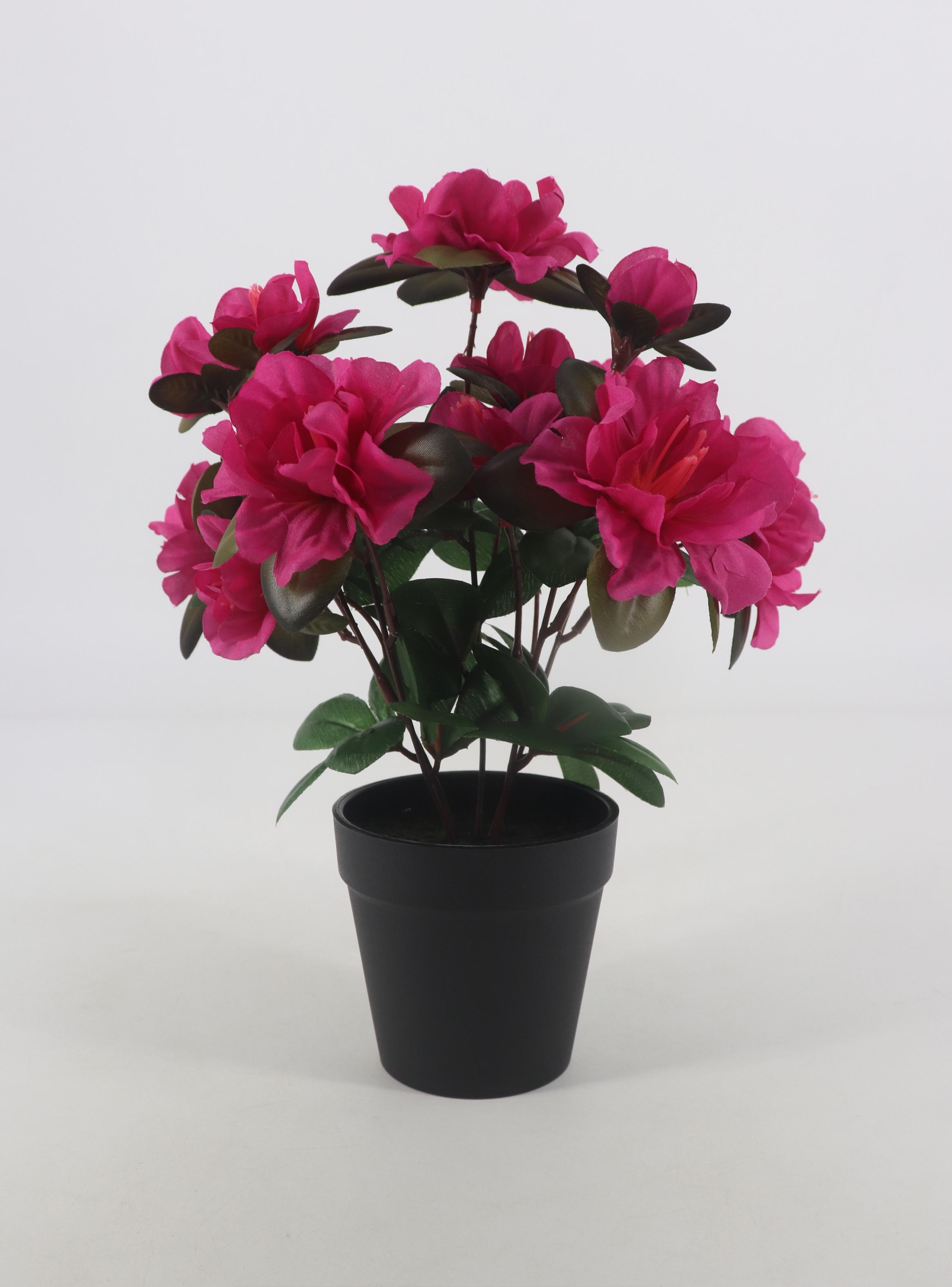 Azalea Rosada Macetero-0