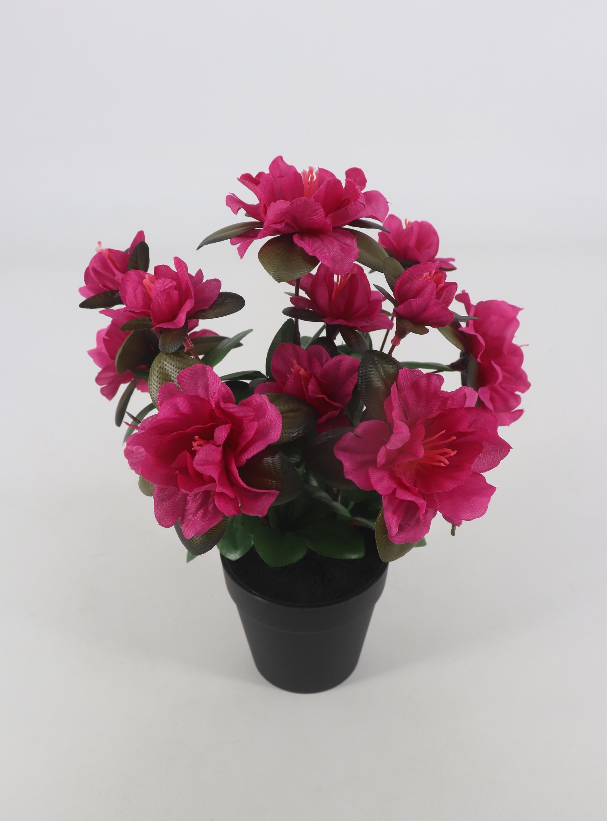 Azalea Rosada Macetero-1