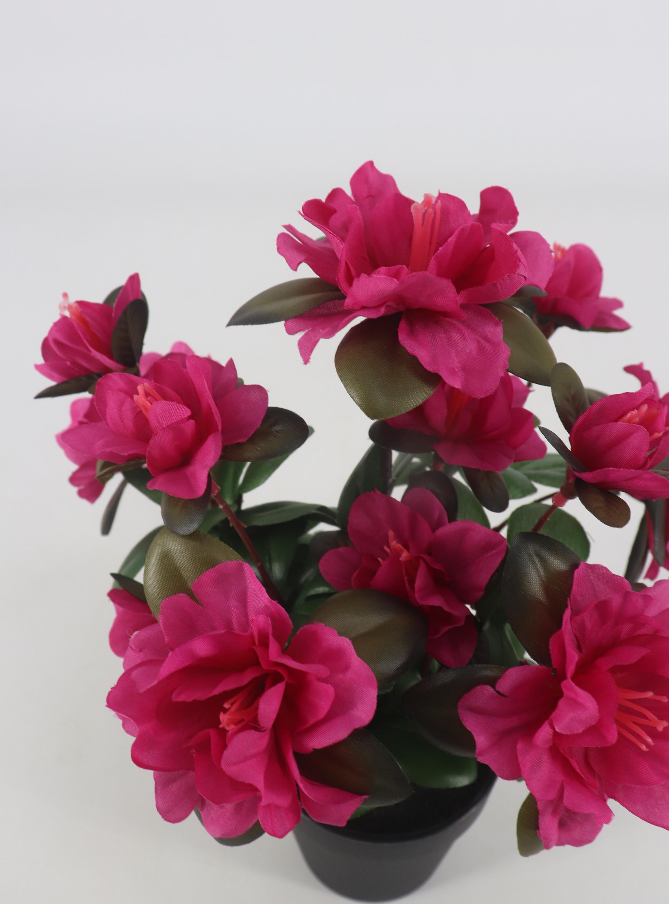 Azalea Rosada Macetero-2