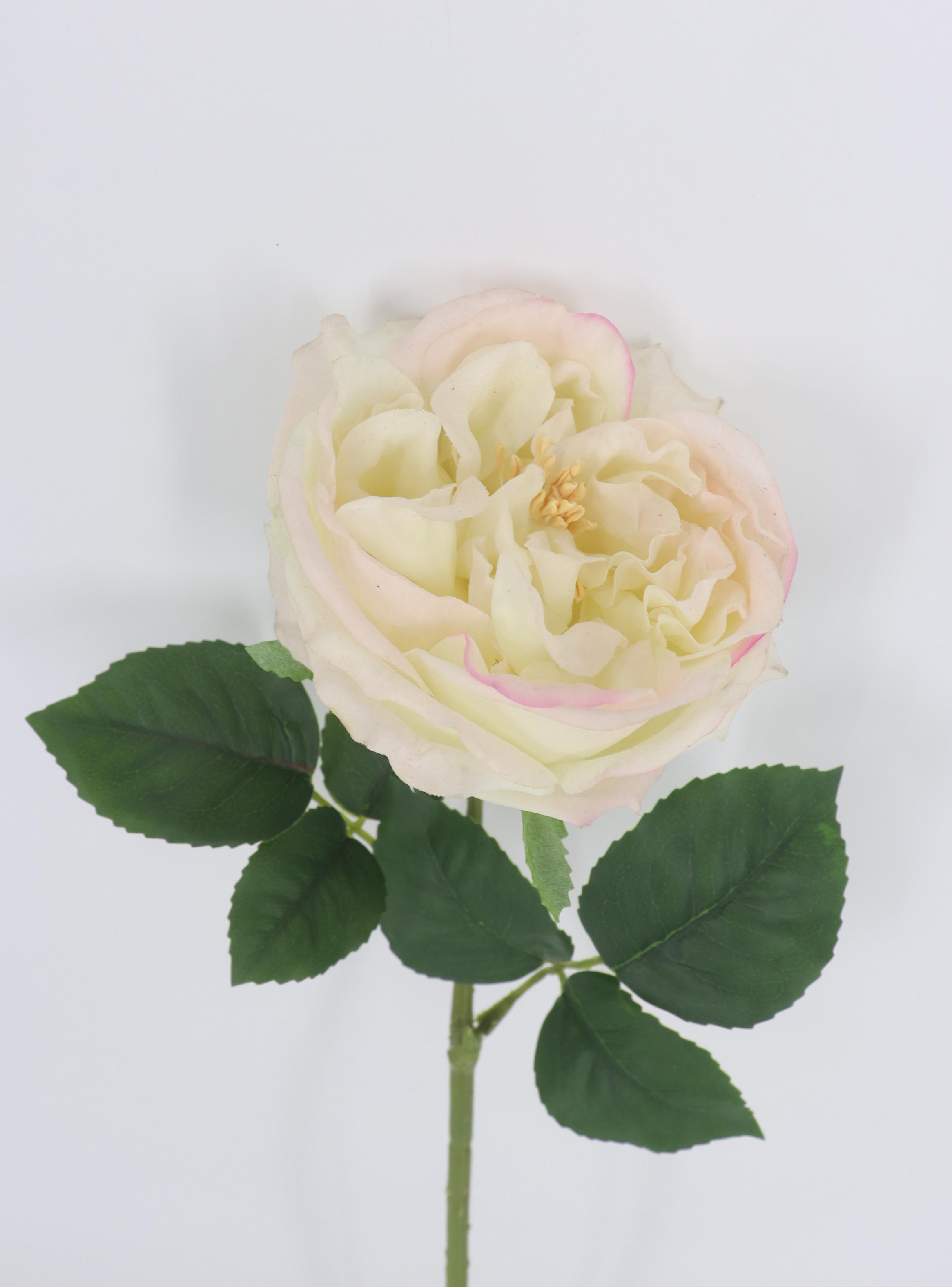 Flor Rosa Peach-2