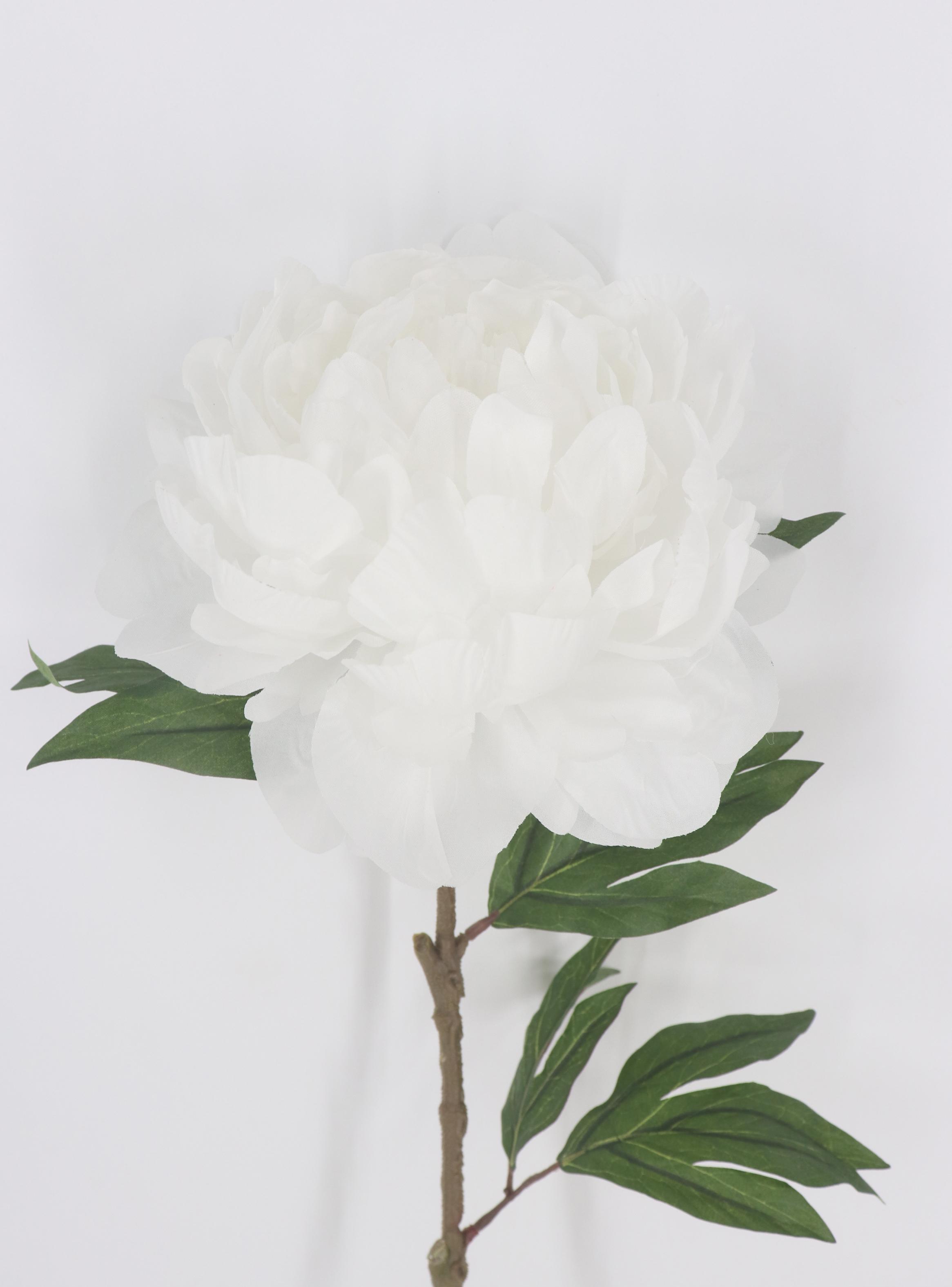 Rama Peonía Blanca-2