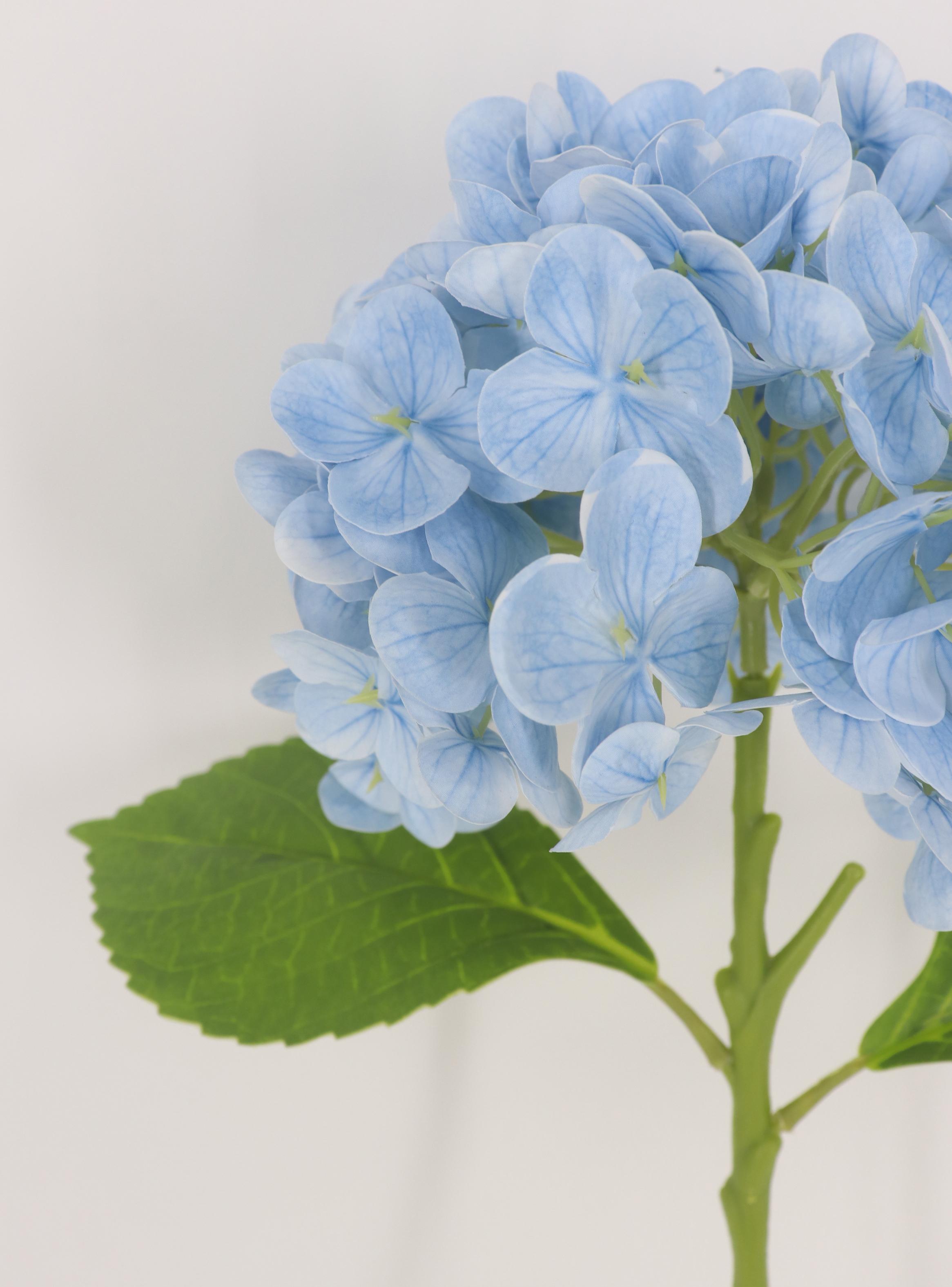 Rama Hortensia Azul-2