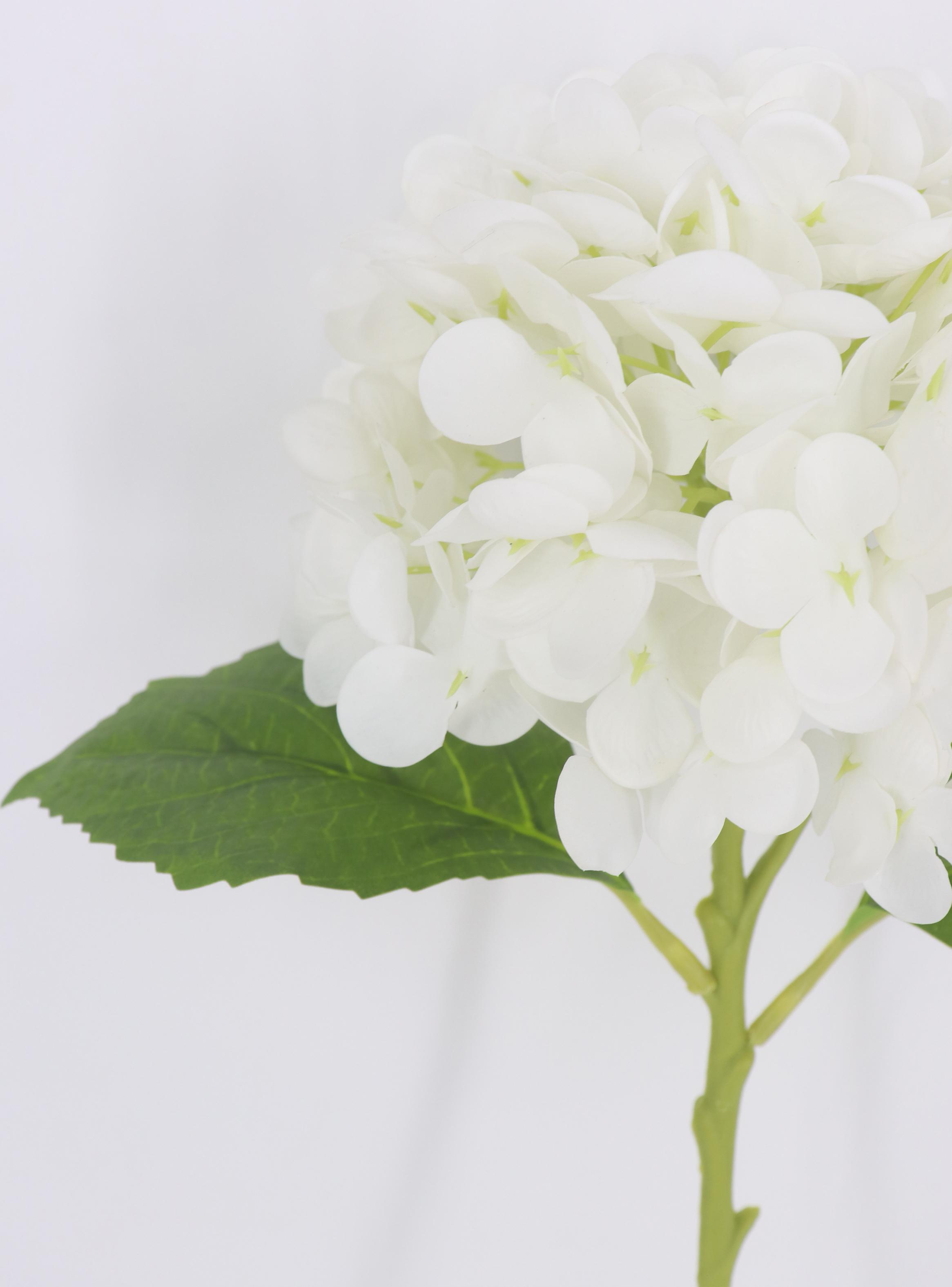 Rama Hortensia Blanca-2