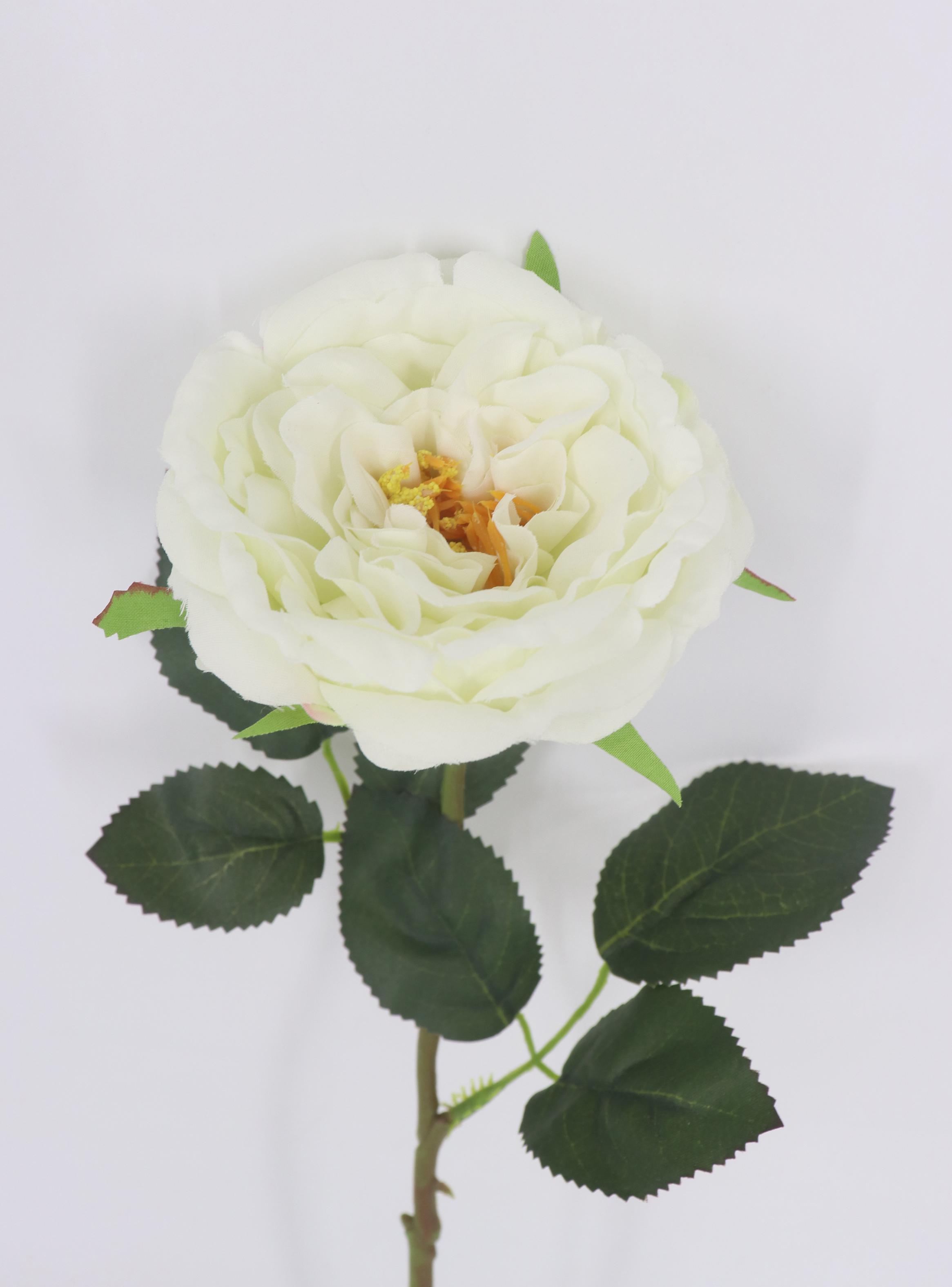 Flor Rosa Blanca-2