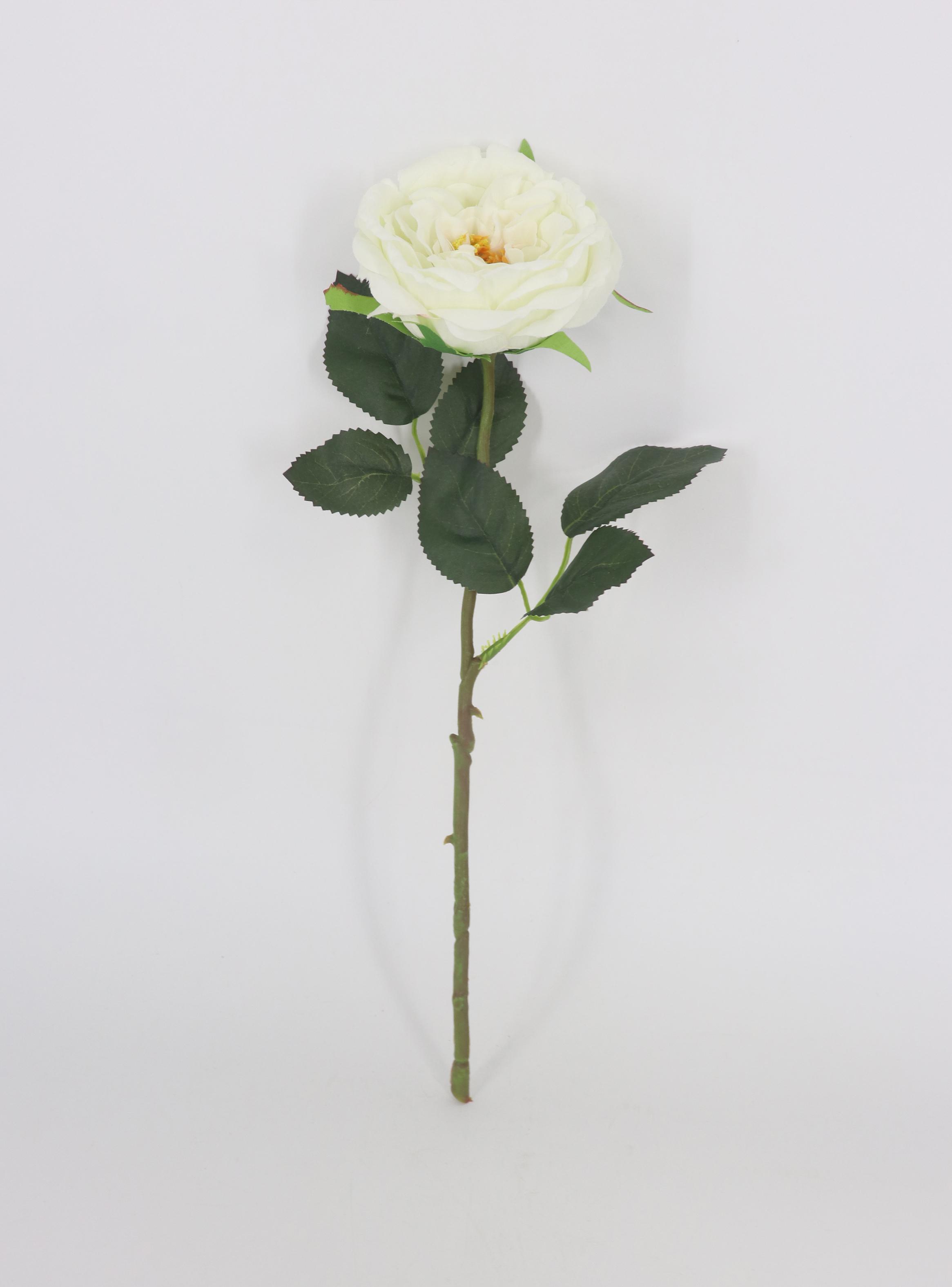 Flor Rosa Blanca-0