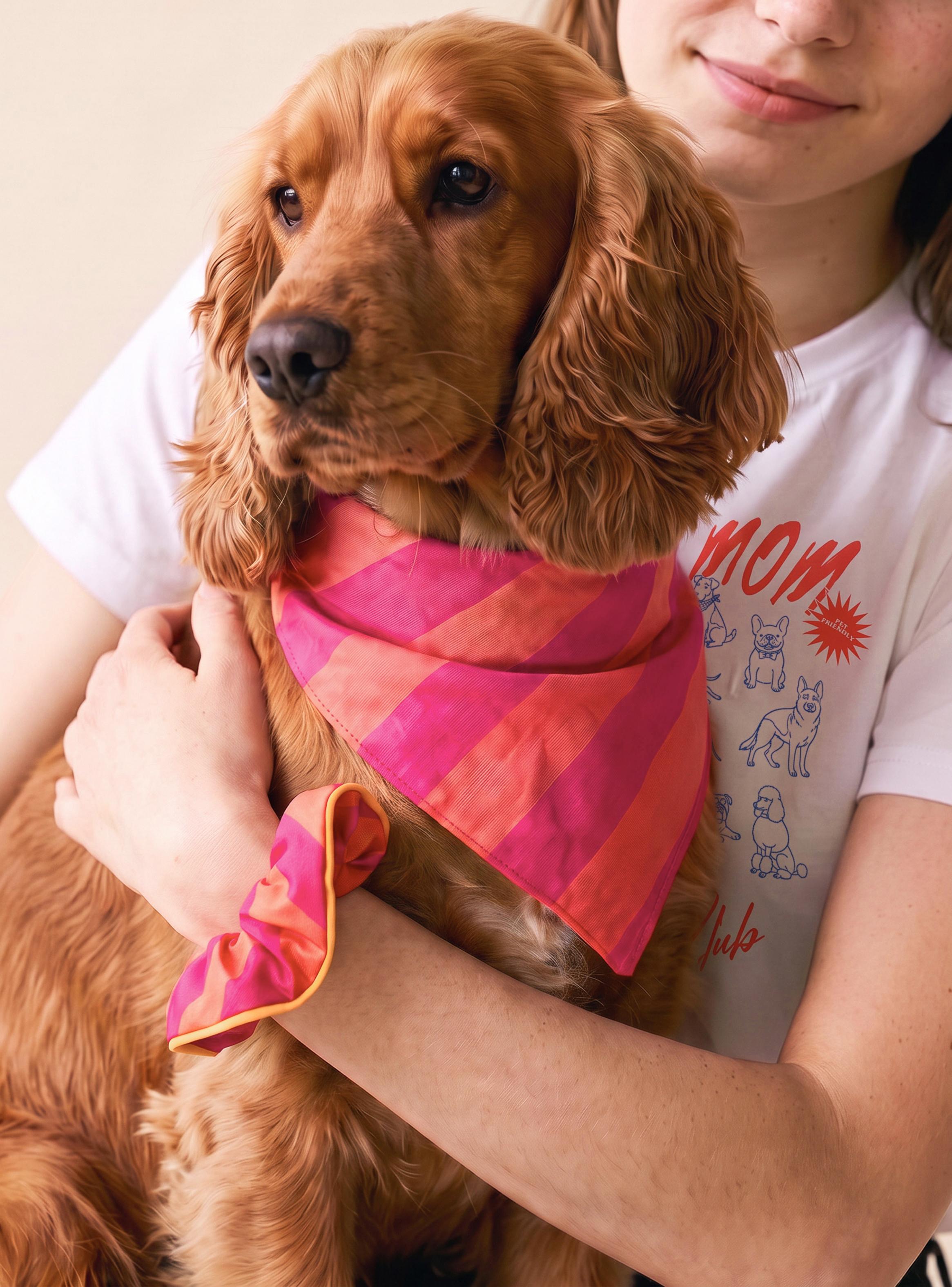 Set de Accesorios Match Bandana y Colet Pets Collection-0