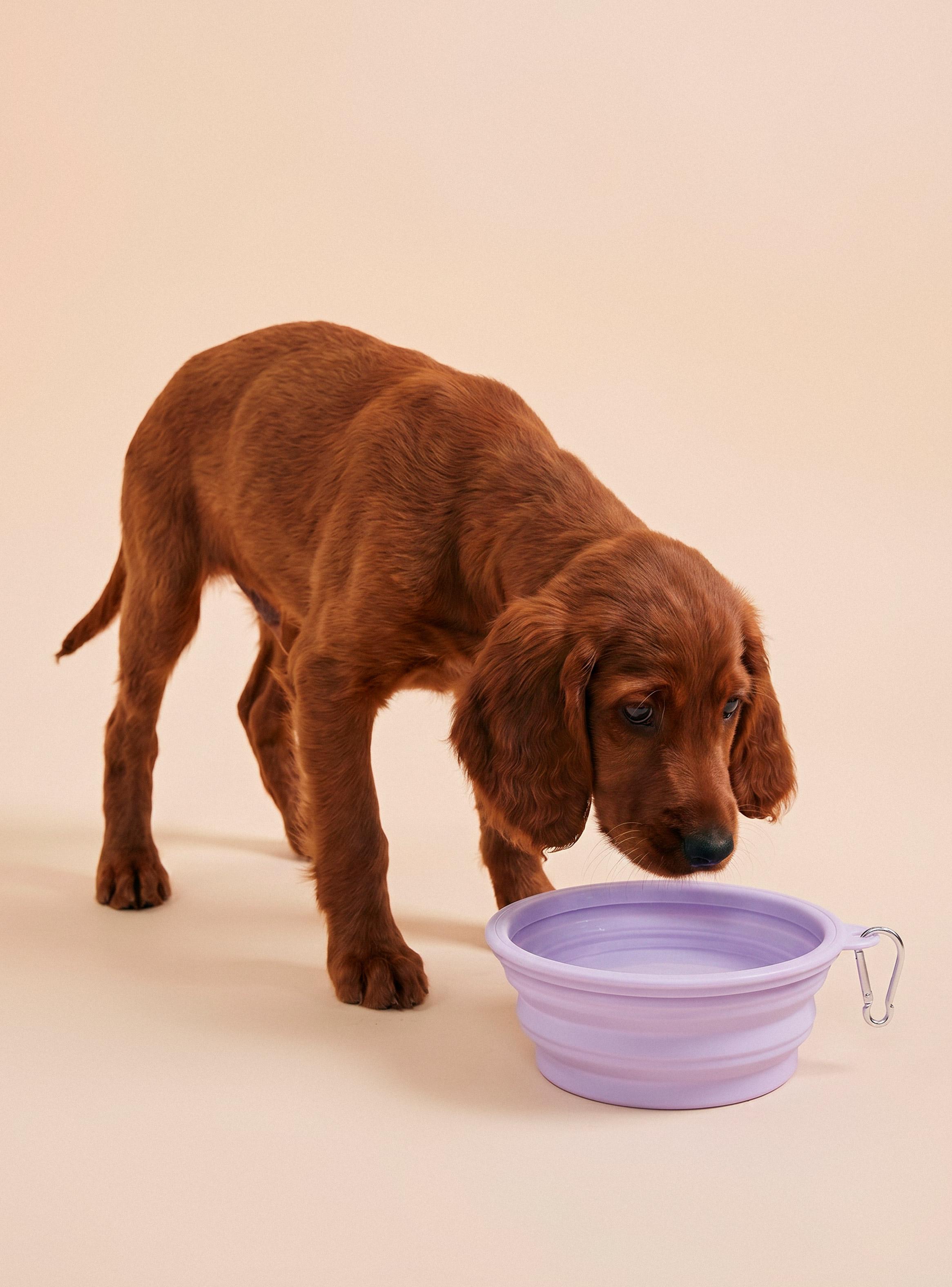 Plato Silicona Mascota Pets Collection-0