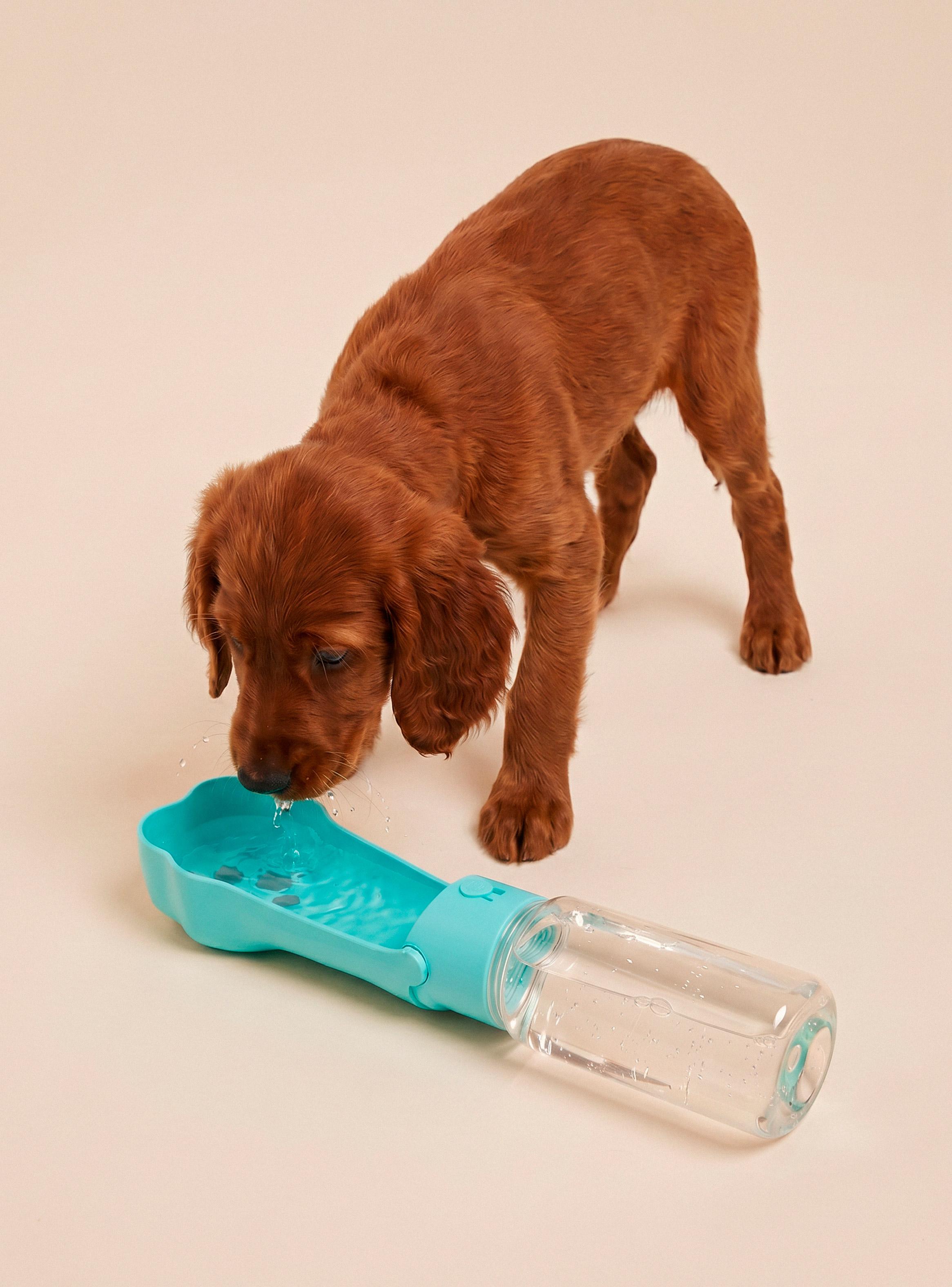 Botella de Agua para Perros Pets Collection-0